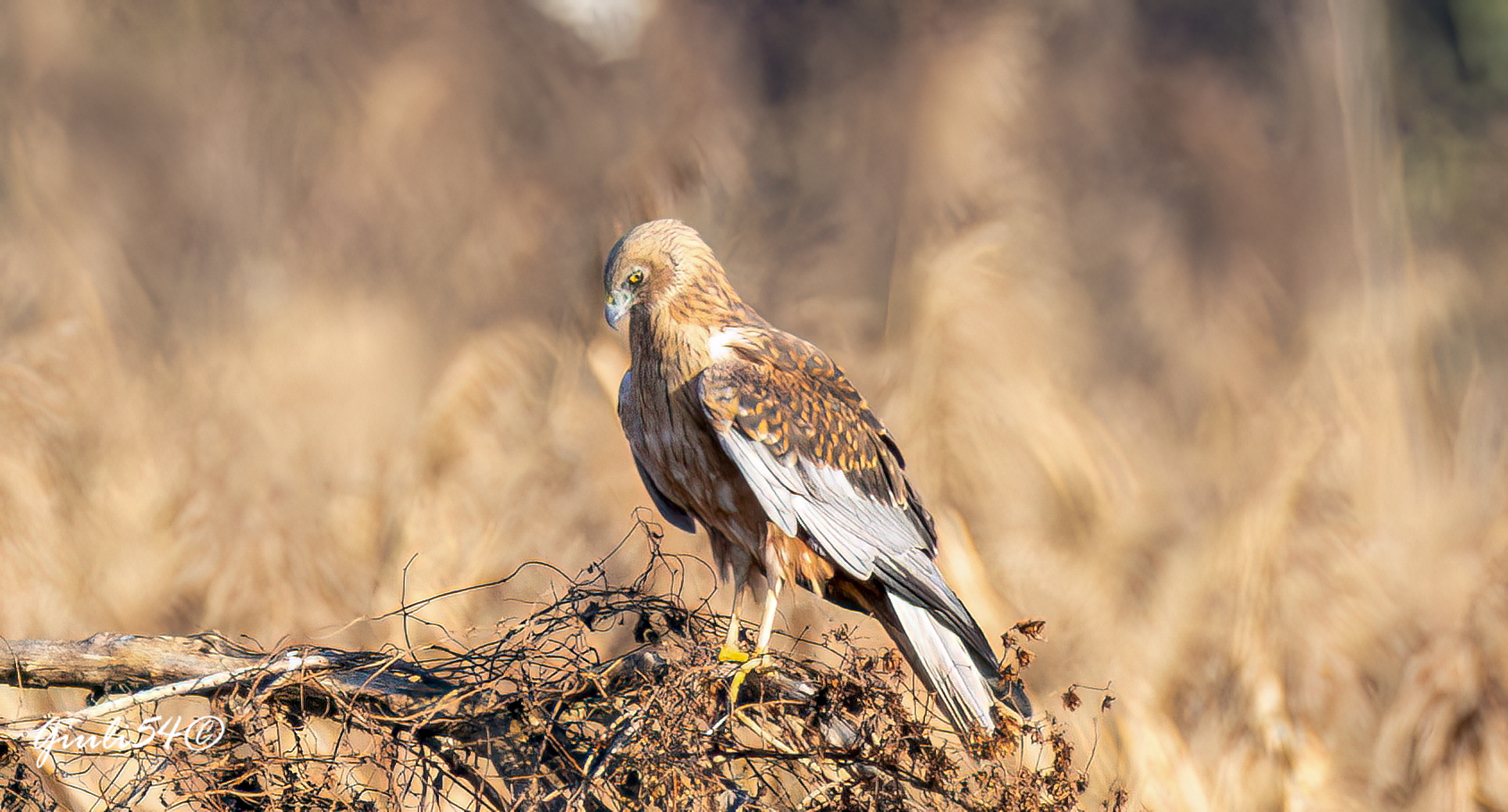 The Marsh Harrier 9
