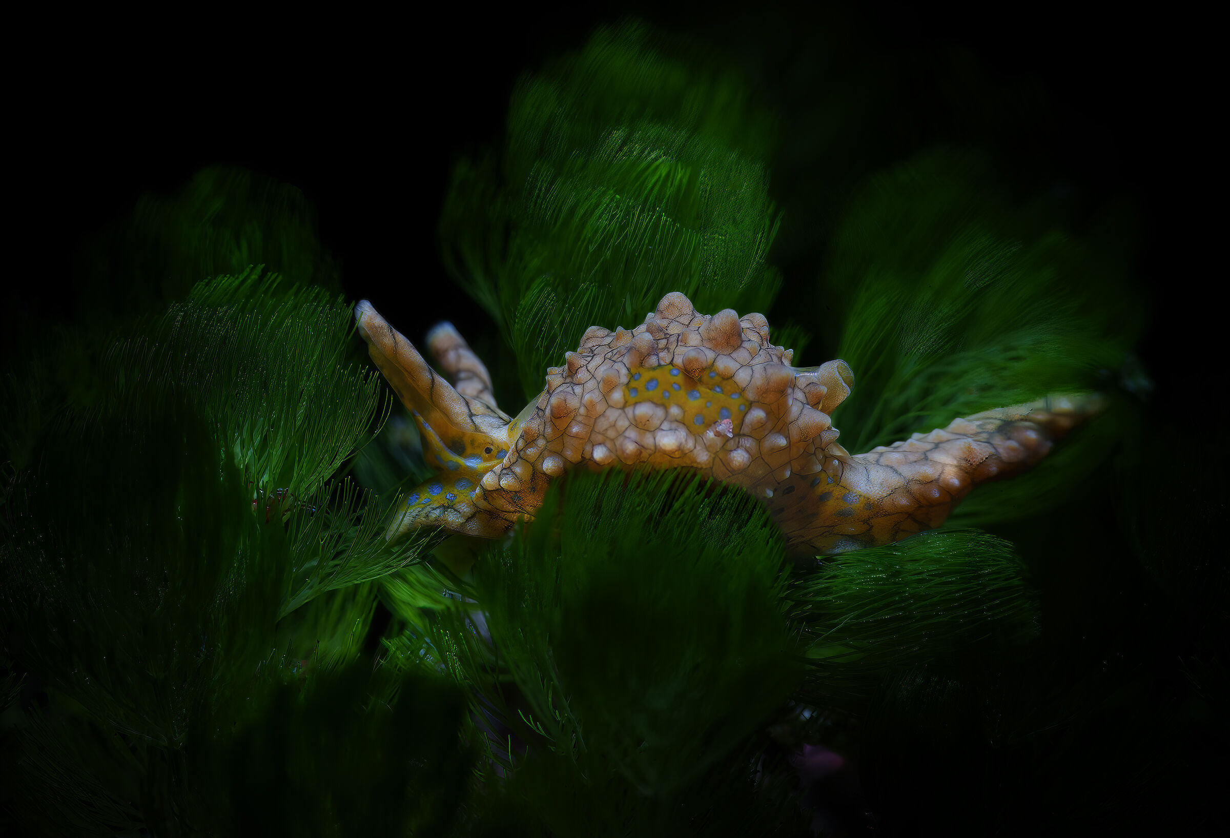 Nudibranch