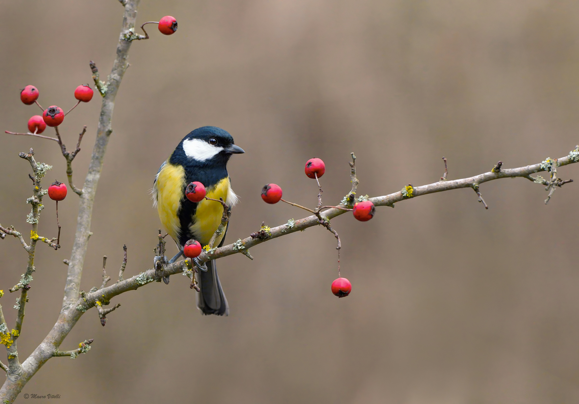 Great (Parus major)