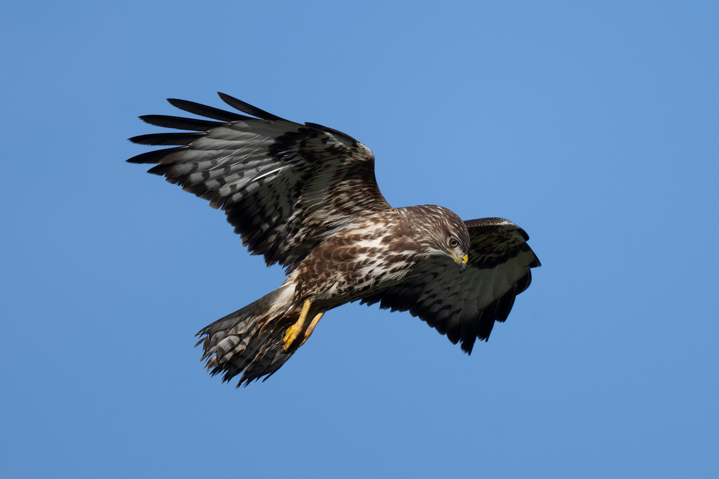 Buzzard hunting