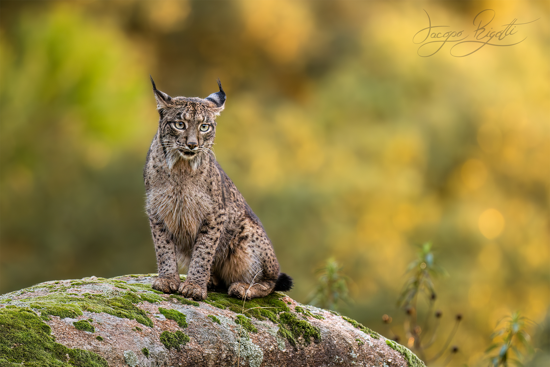 Lince iberica
