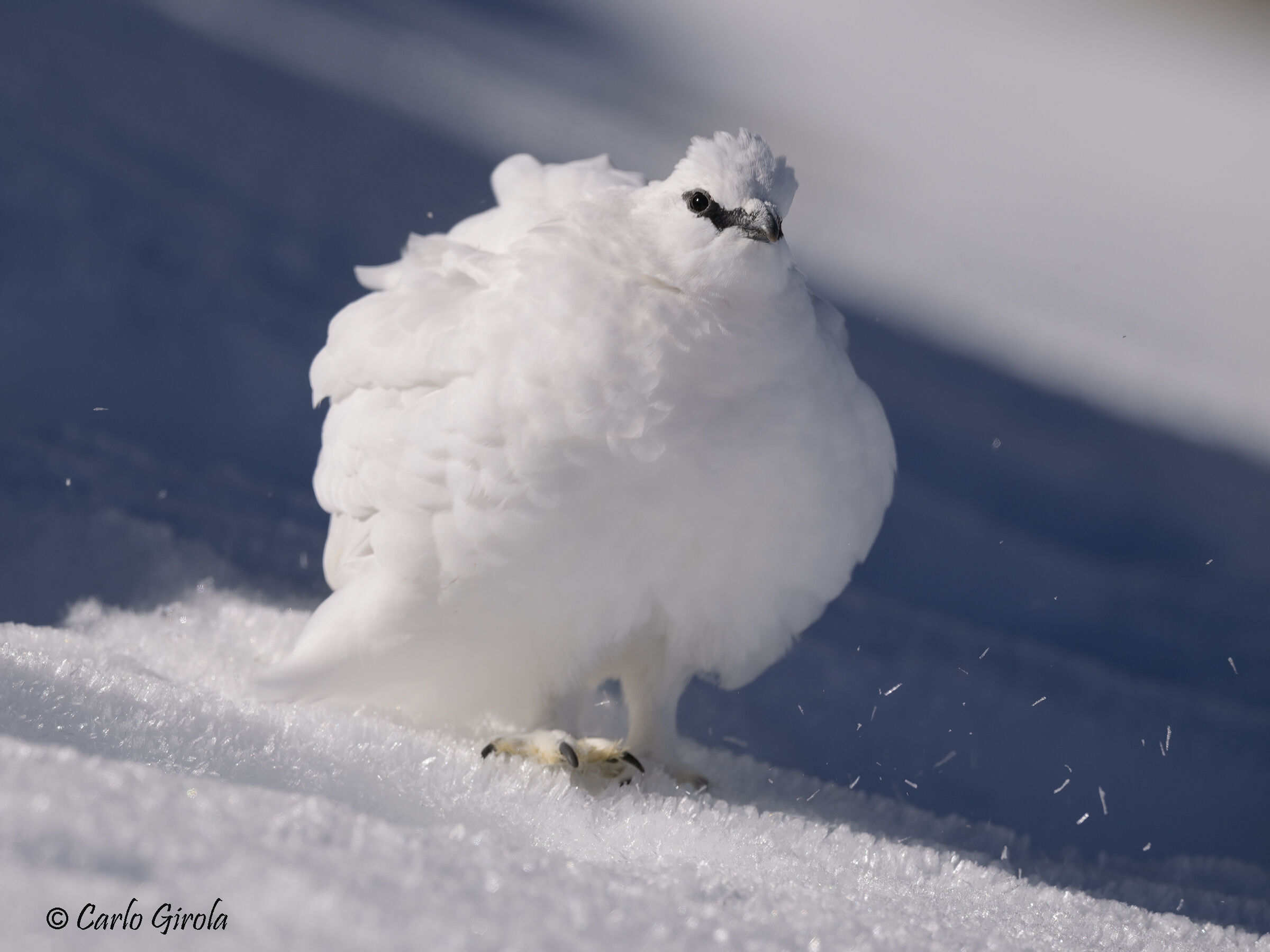 Rock ptarmigan (Lagopus muta)