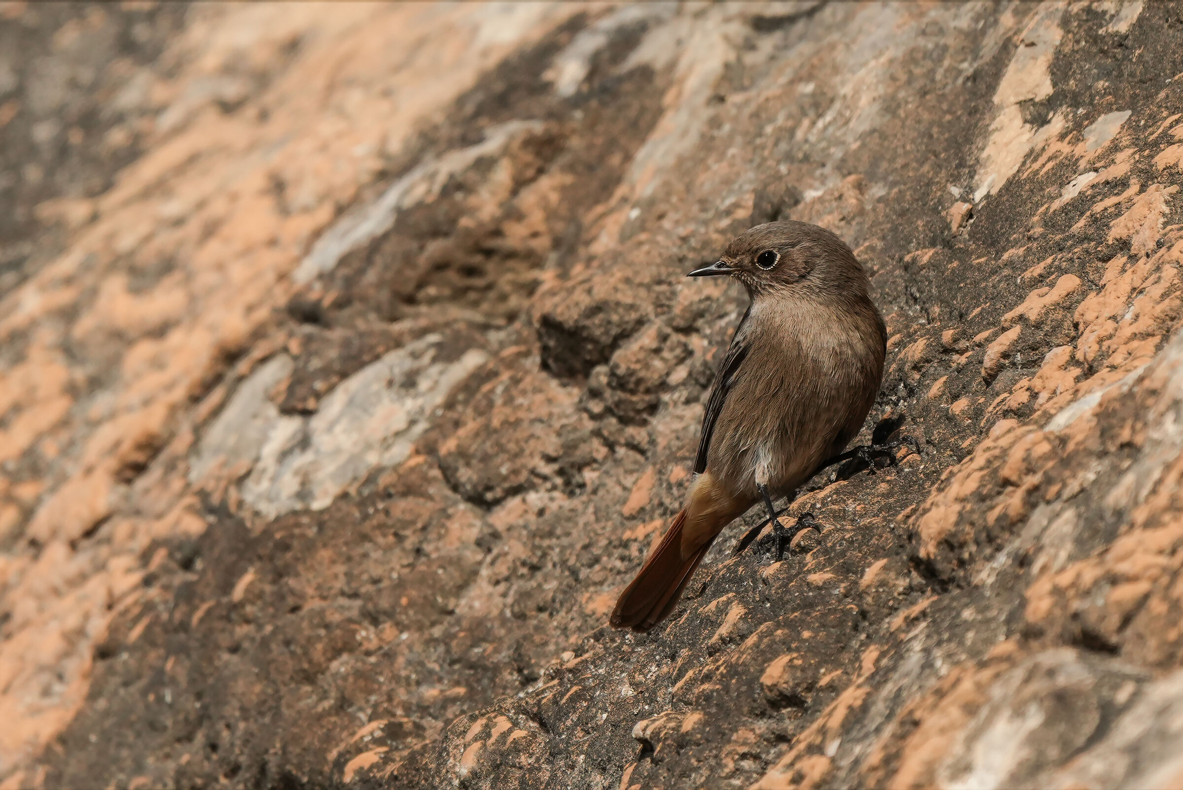 Redstart