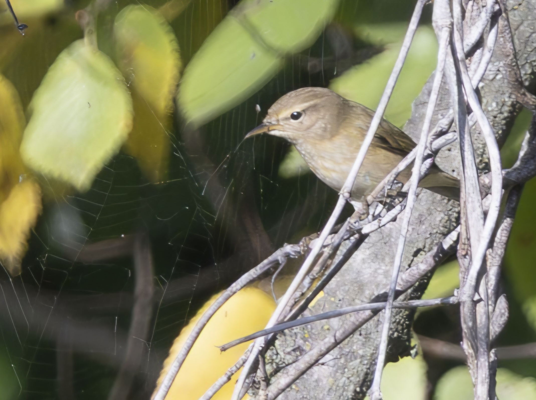 Snack.. but the exact name ?