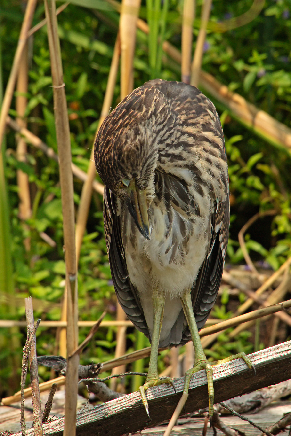 Young Night Heron (Nycticorax nycticorax)