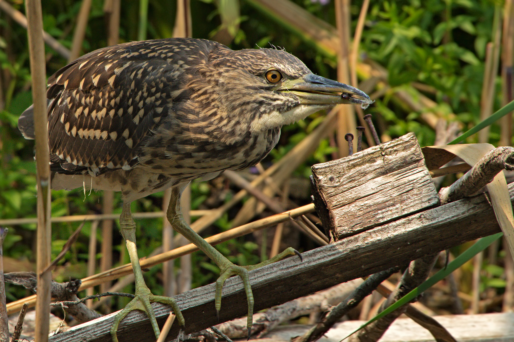 Young Night Heron (Nycticorax nycticorax)