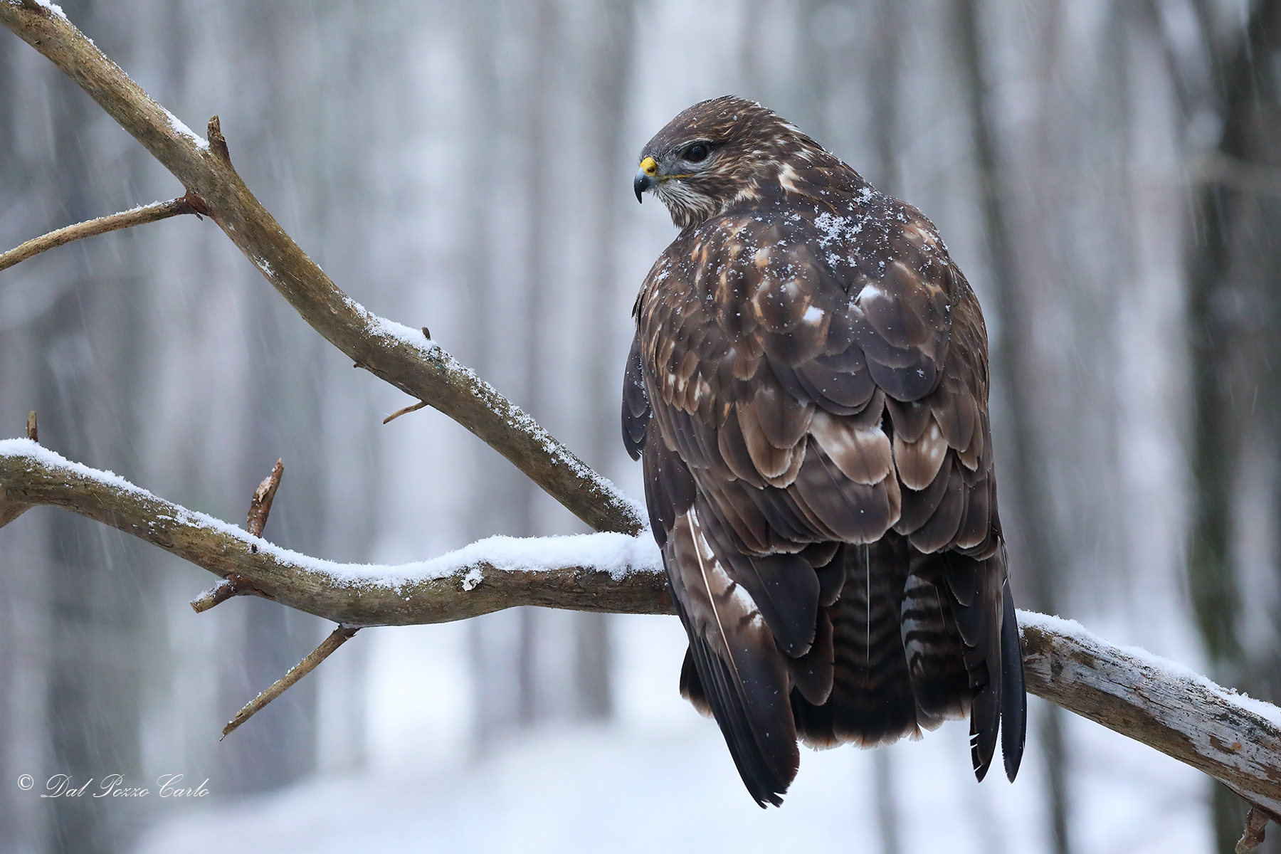Winter buzzard