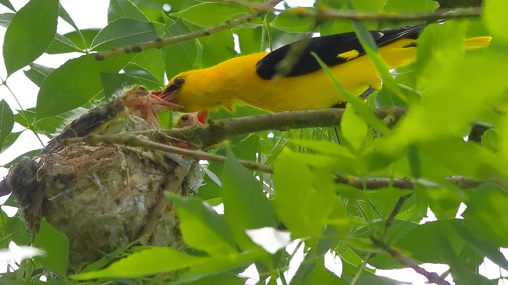 Oropéndola, Oriolus Oriolus