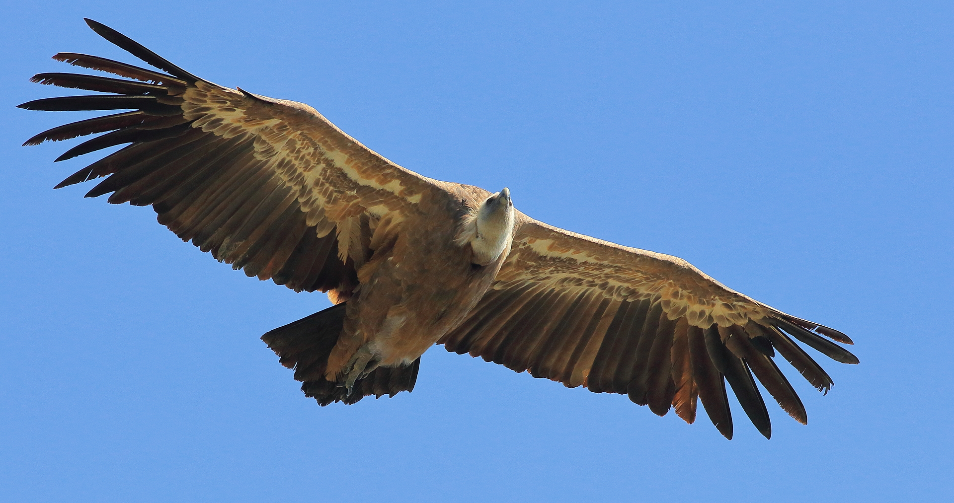 Buitre Leonado, Gyps Fulvus