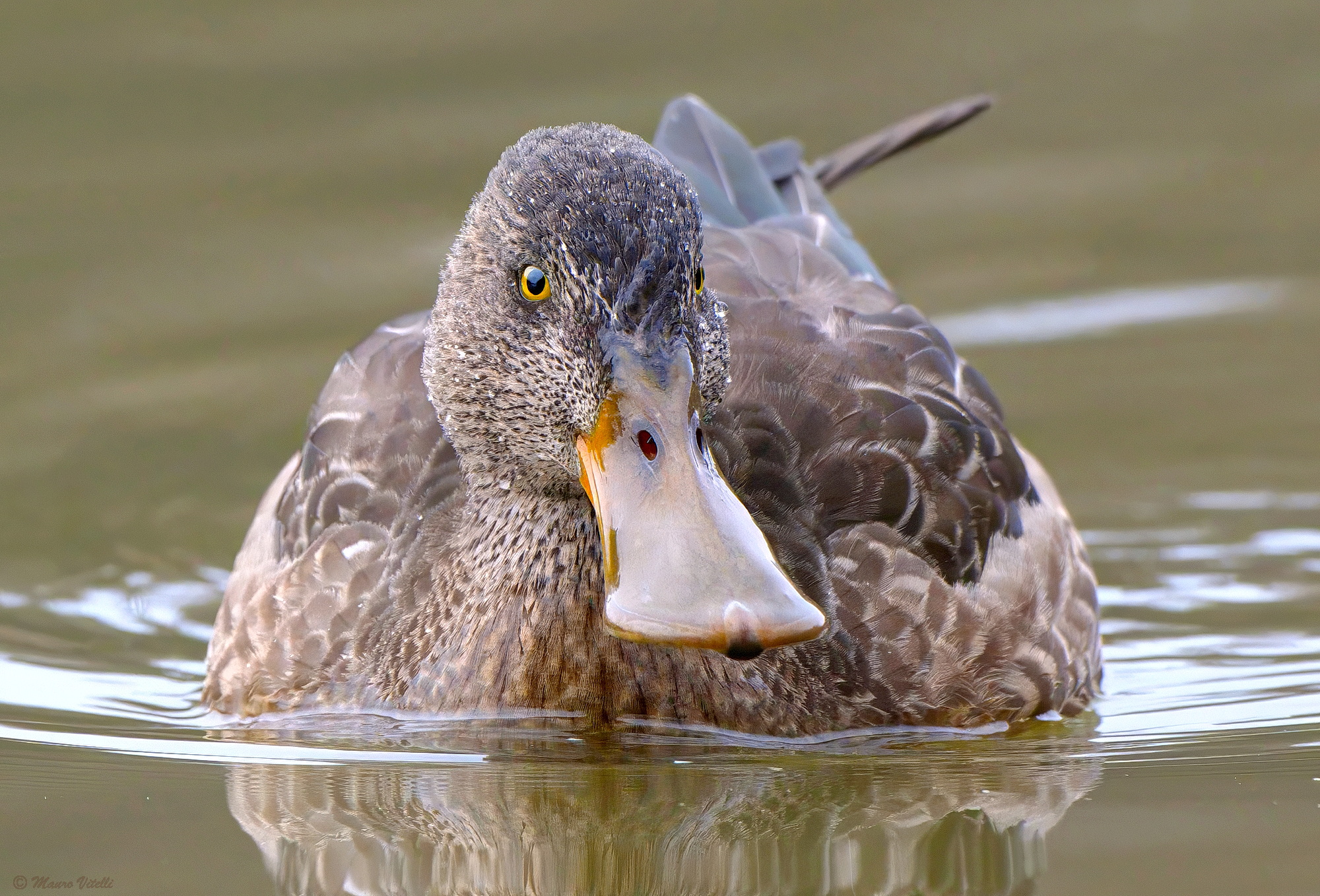 Shoveler (Spatula clypeata) F.