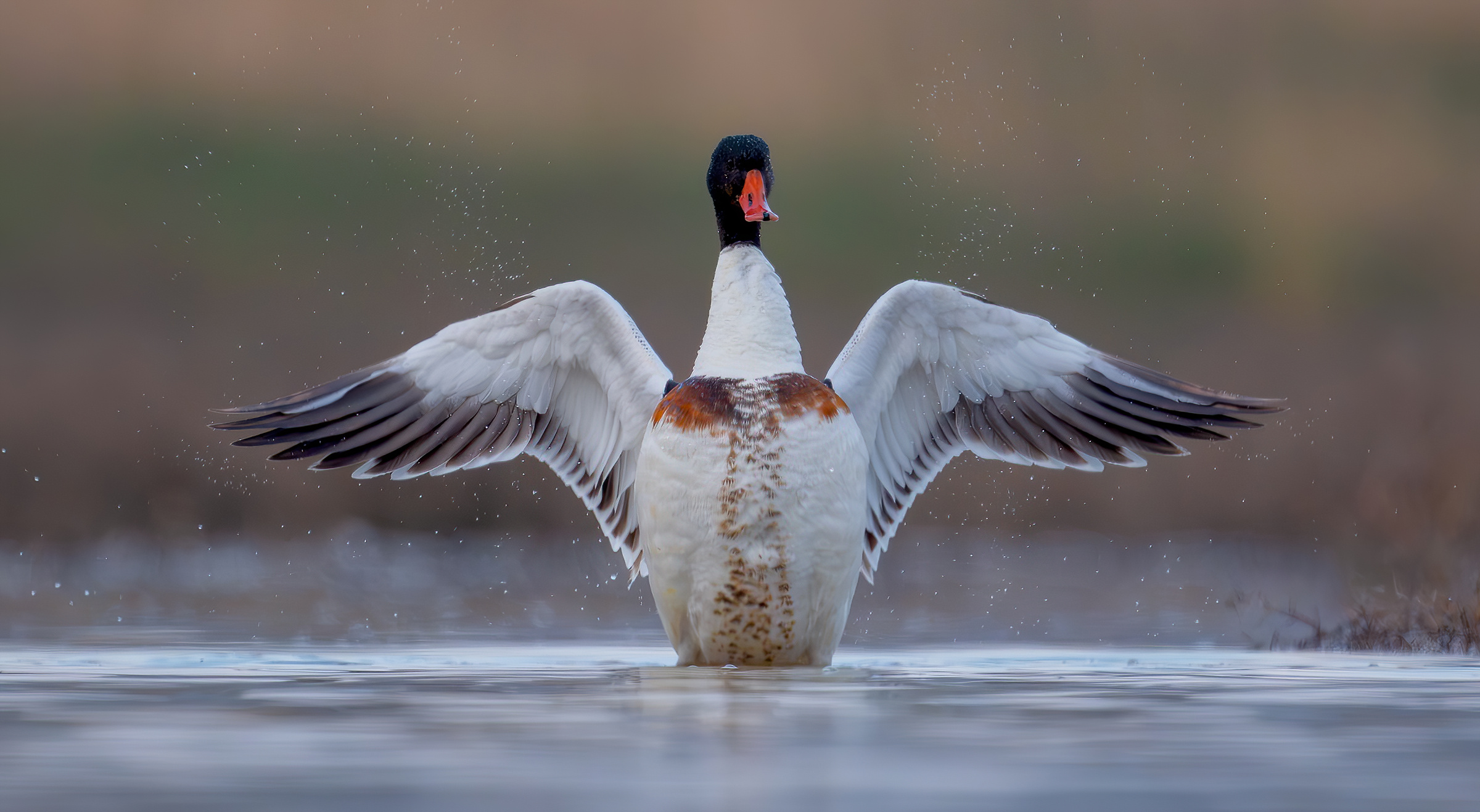 shelduck