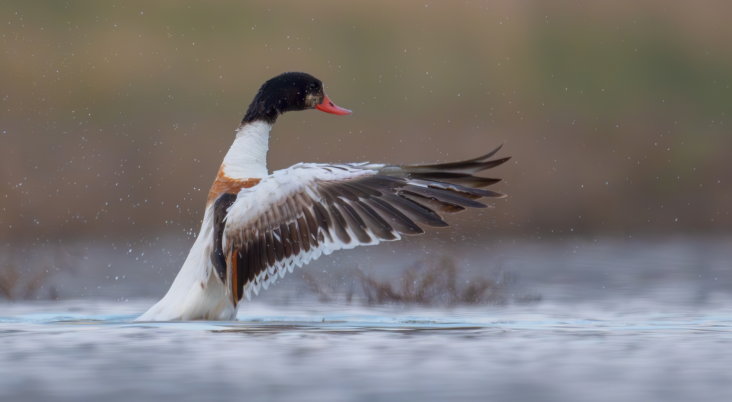 shelduck