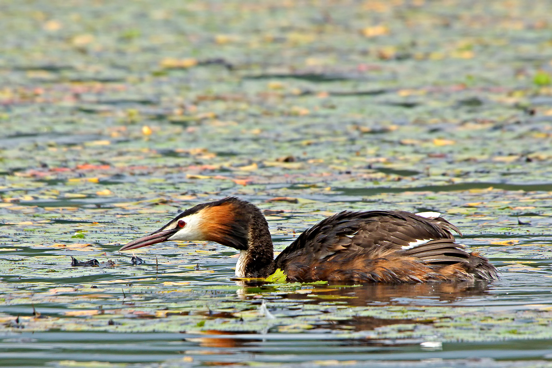 svasso maggiore (Podiceps cristatus)