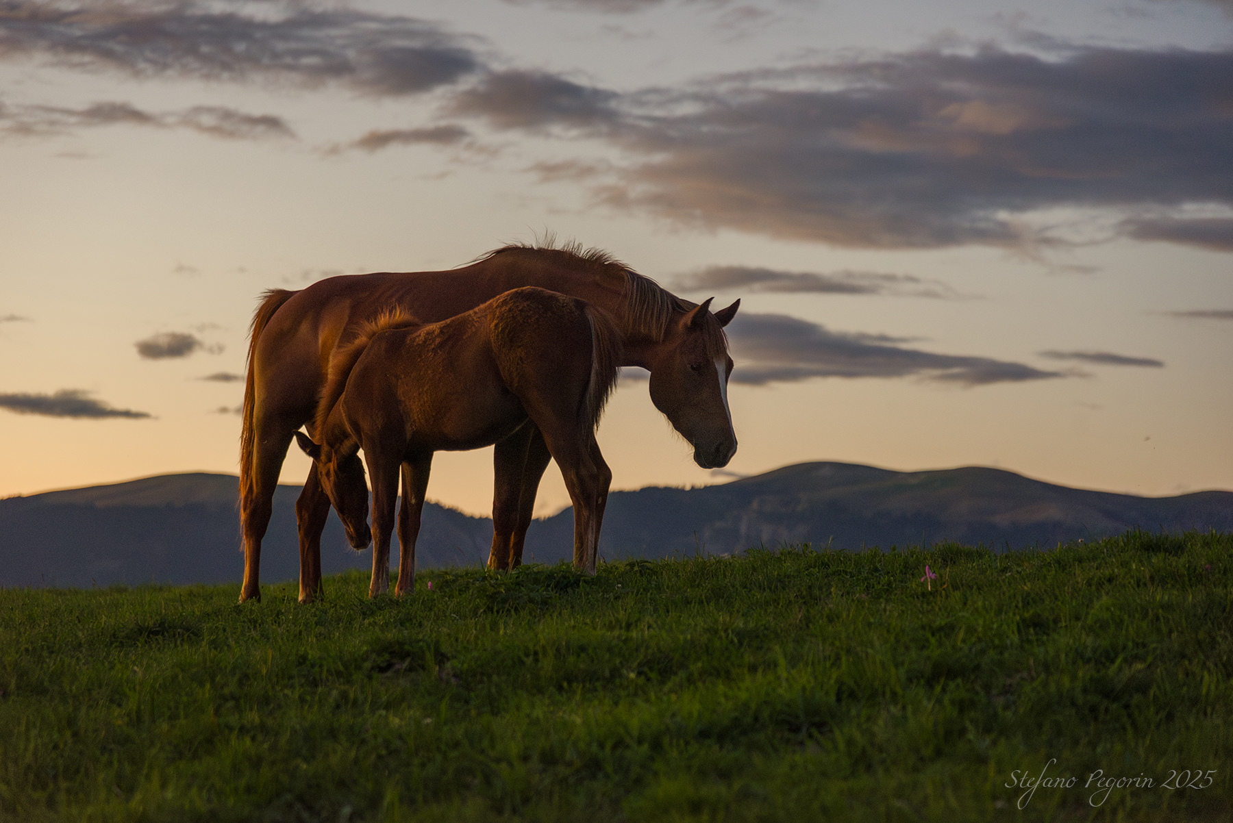 Horses