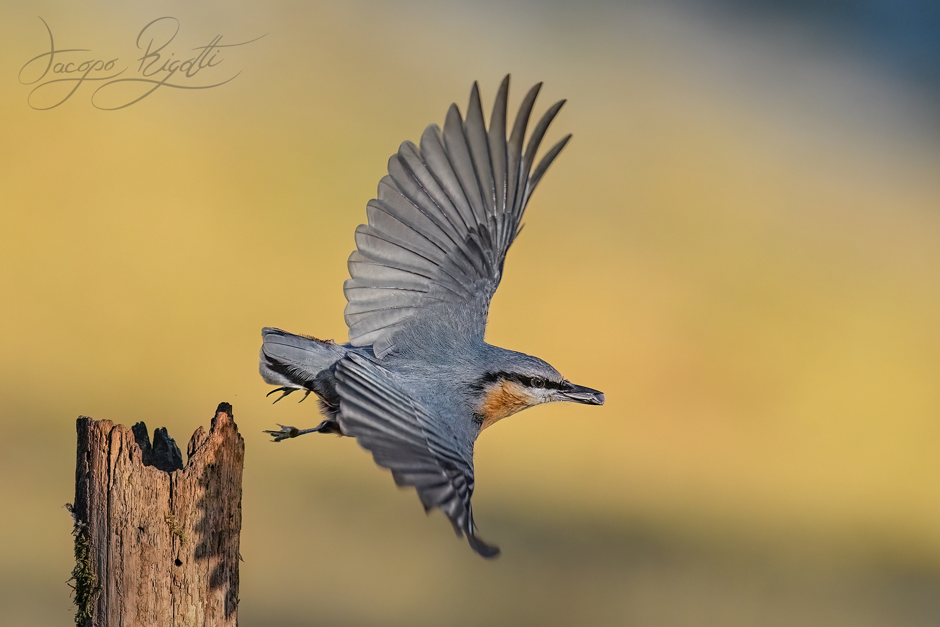 Nuthatch