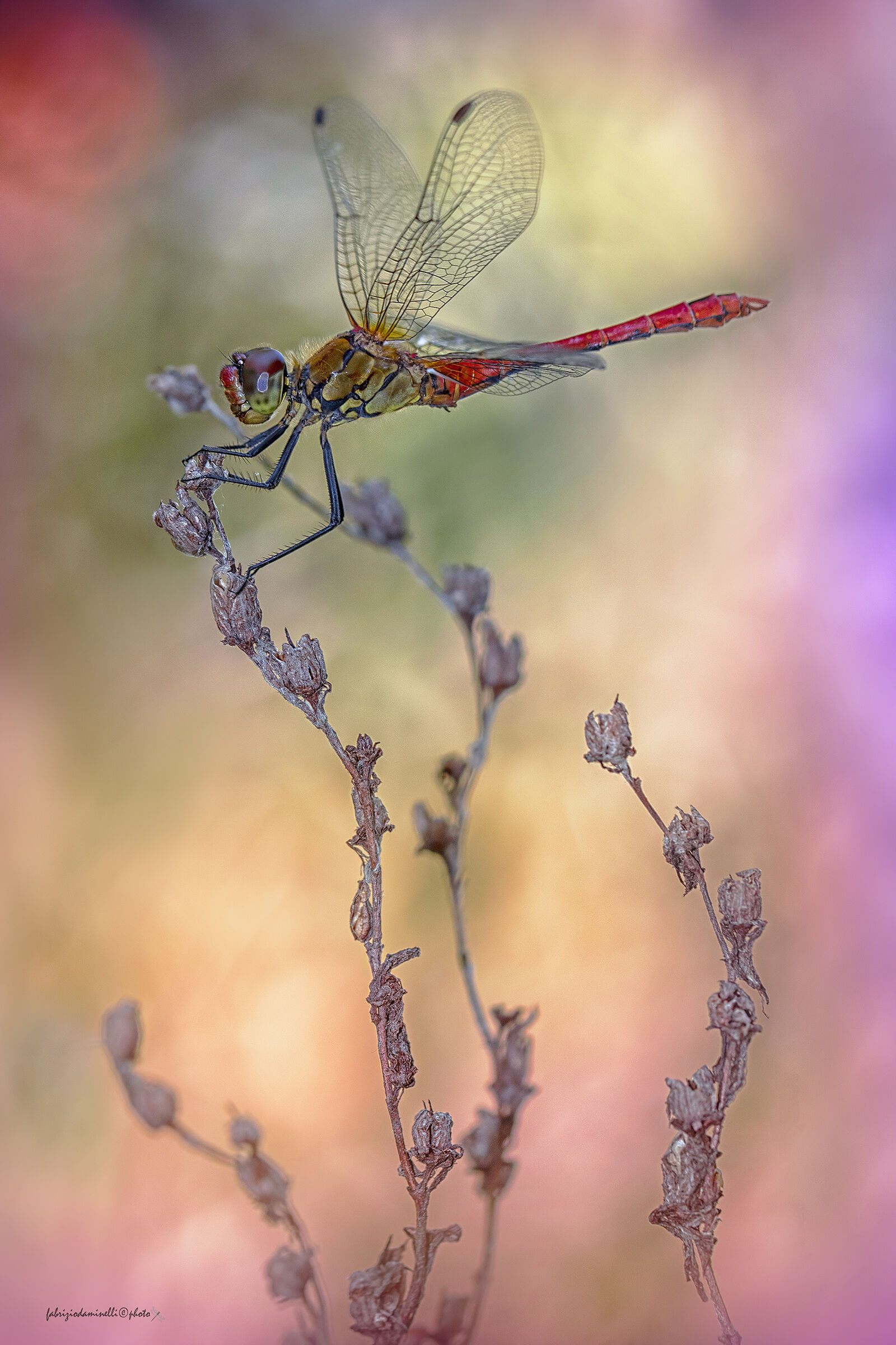 Sympetrum sanguineum