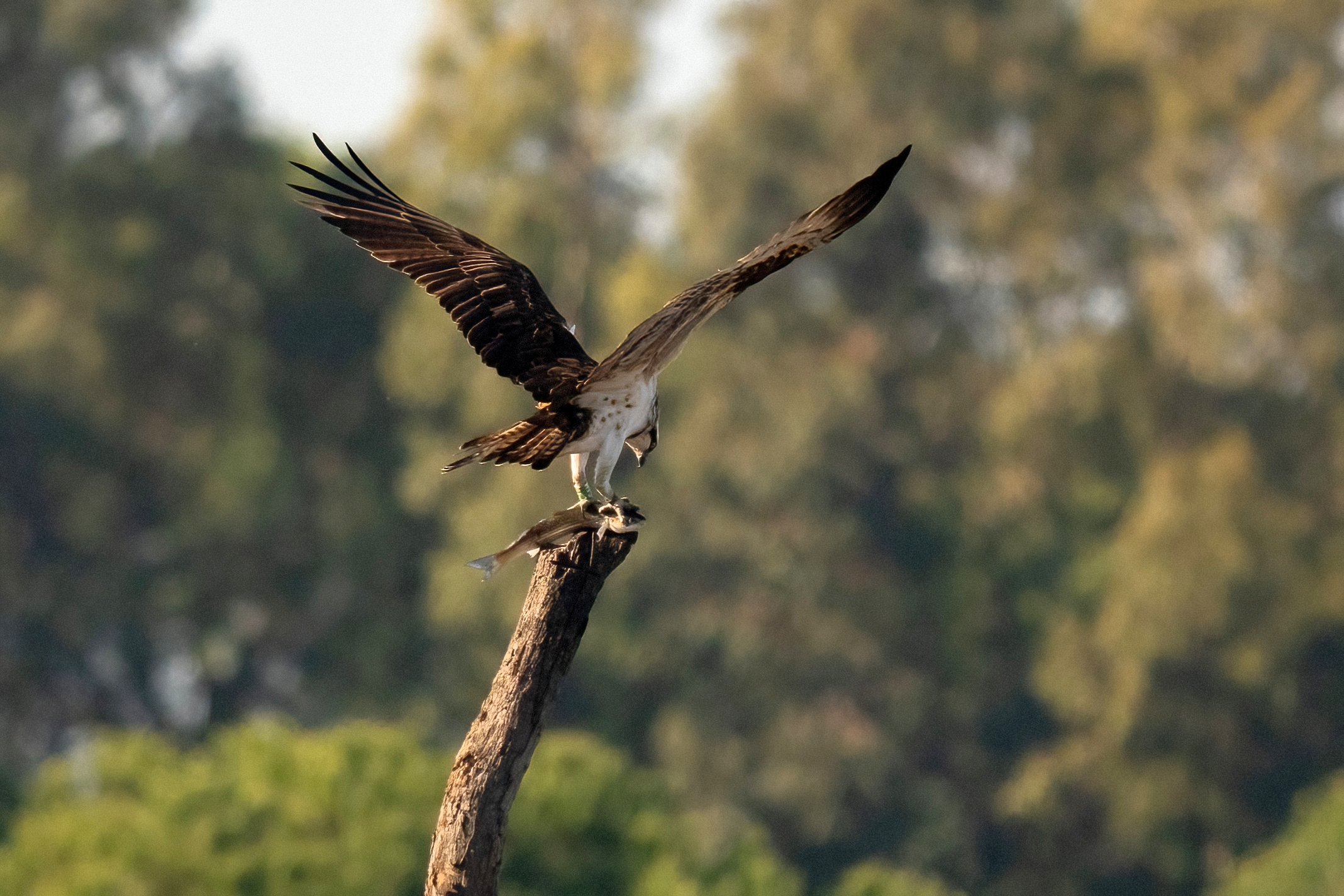 Falco pescatore (Pandion haliaetus)