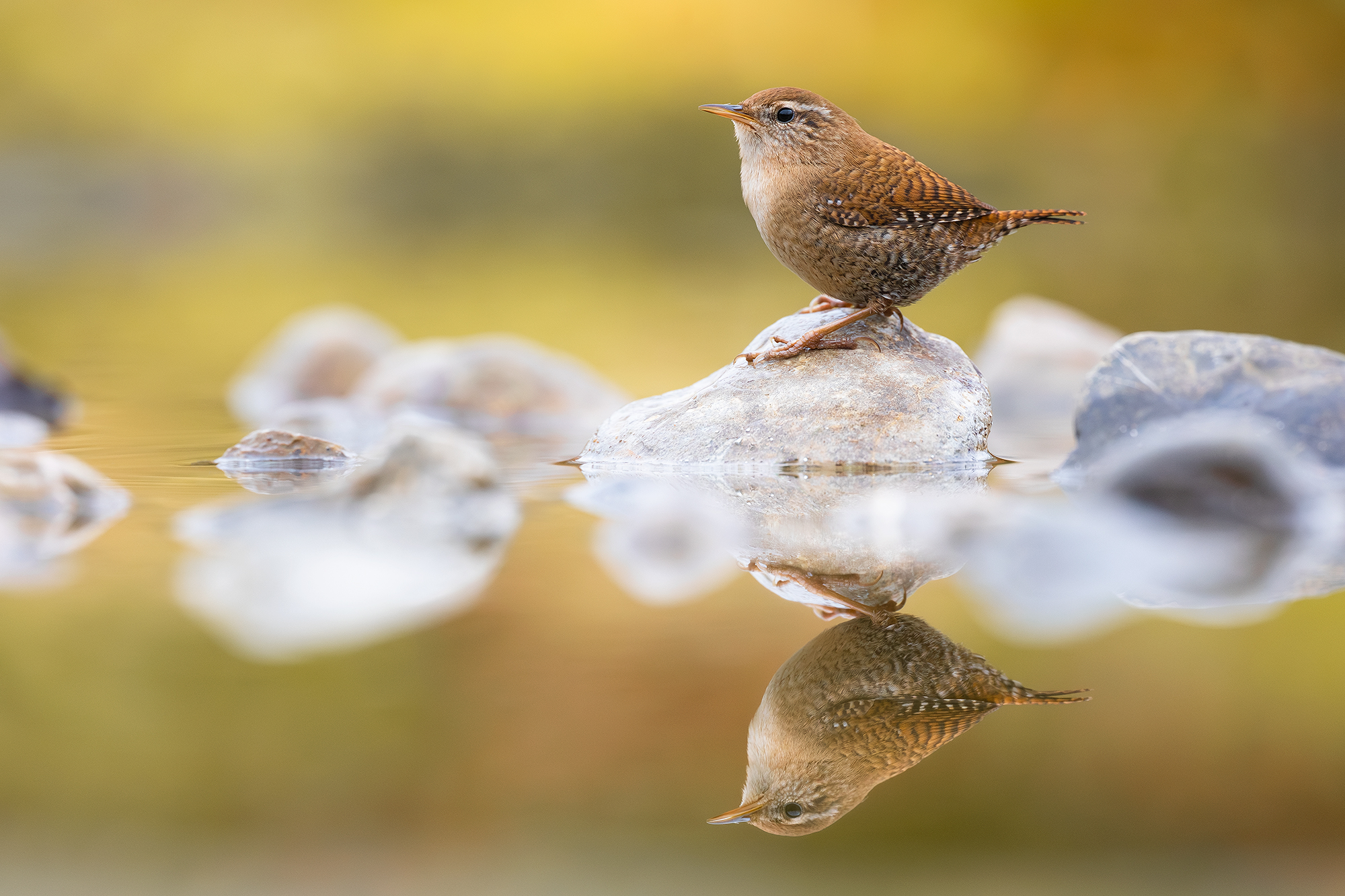 Wren