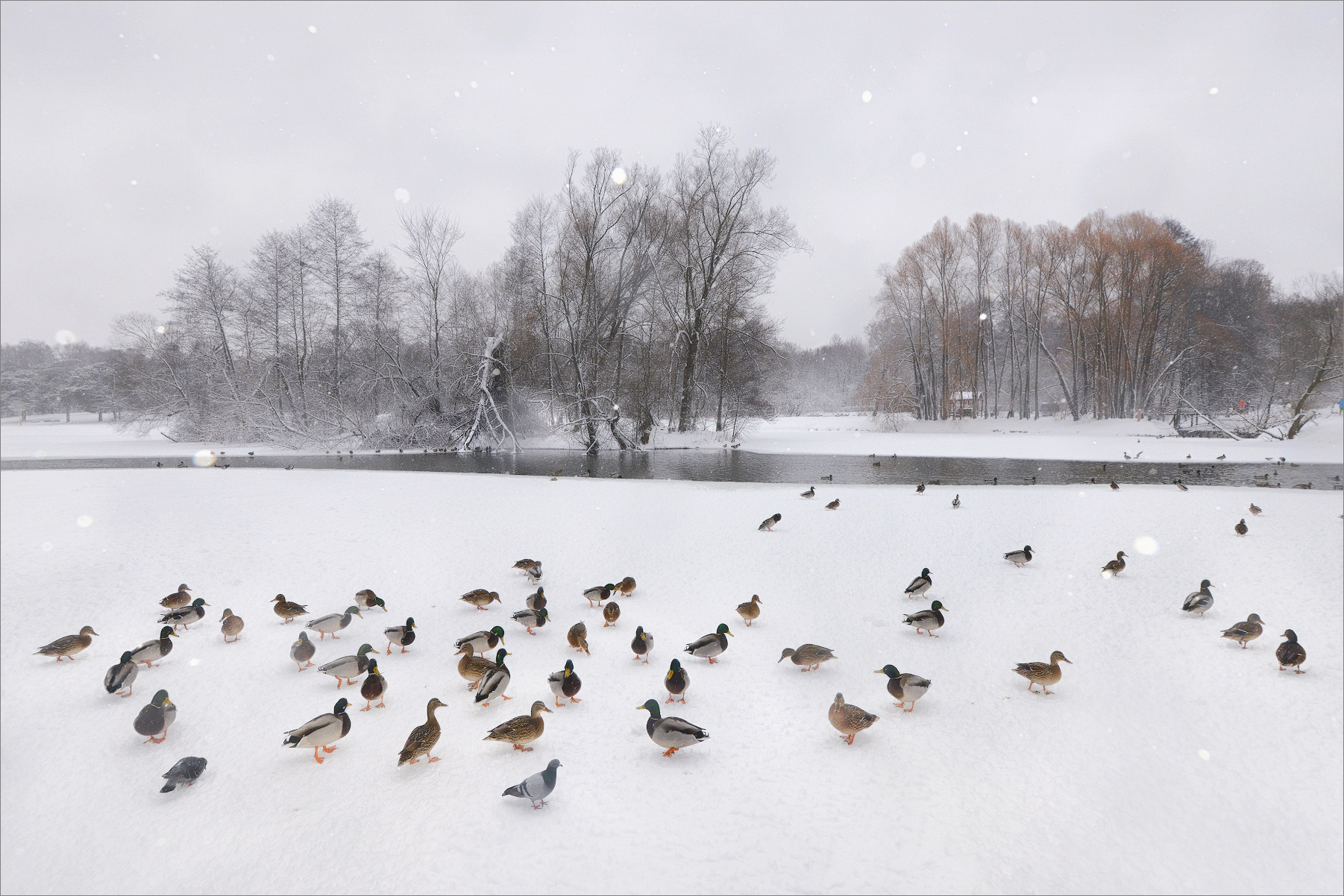 Le anatre d'inverno