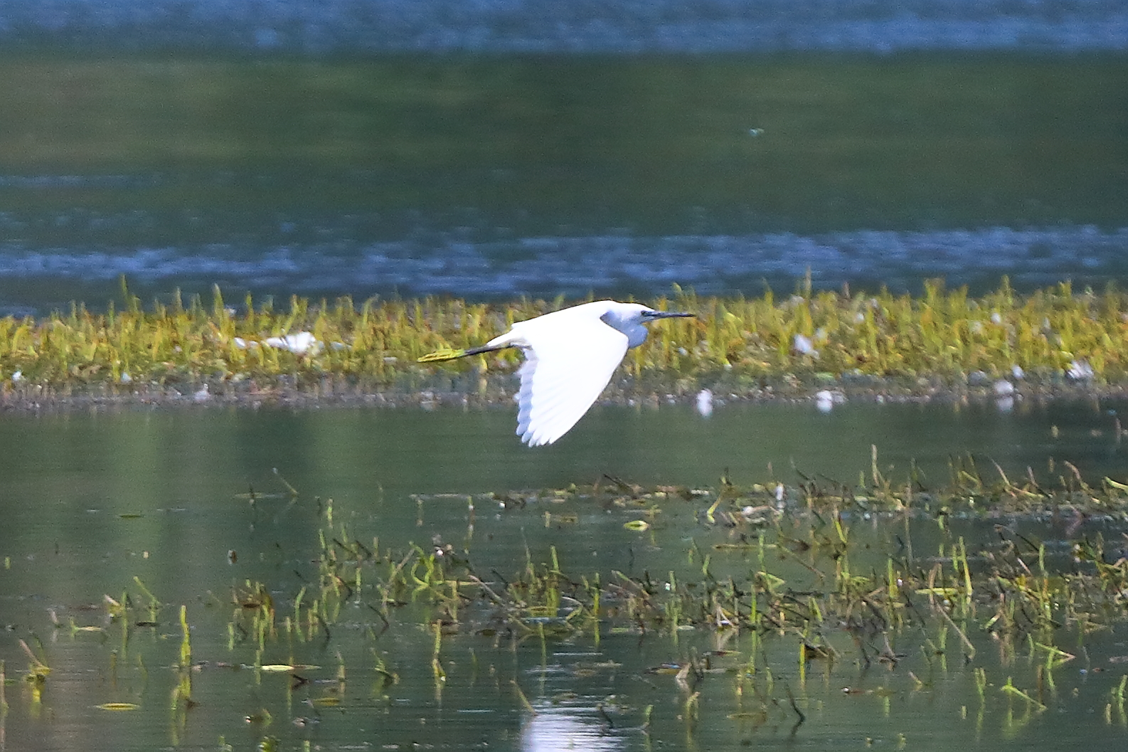 Garzetta 16 luglio 2025 - 0093