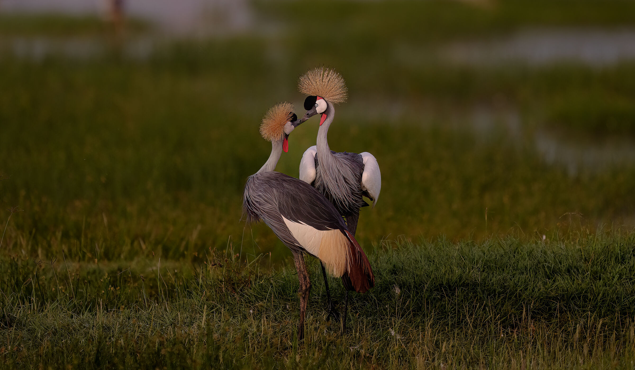 kiss me baby !!!!! Eye to Eye Crowned Crane