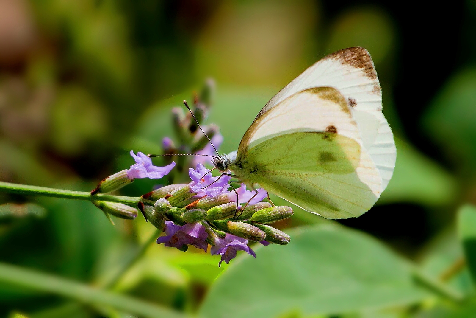 Lavender with White