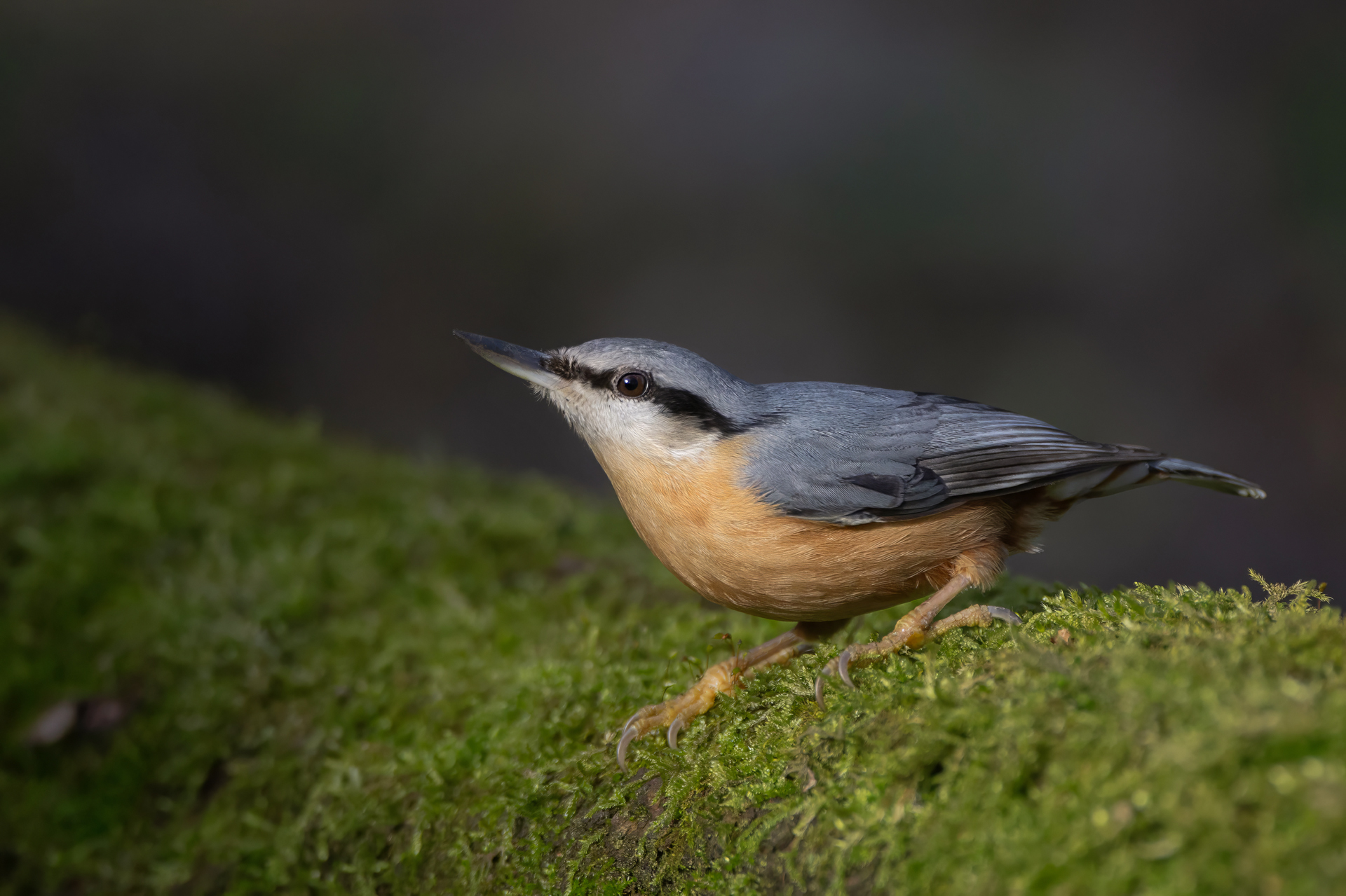 Picchio muratore (Sitta europaea)