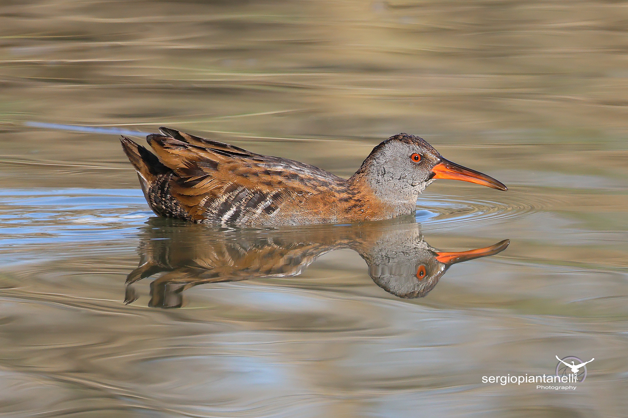 Porciglione vanitoso