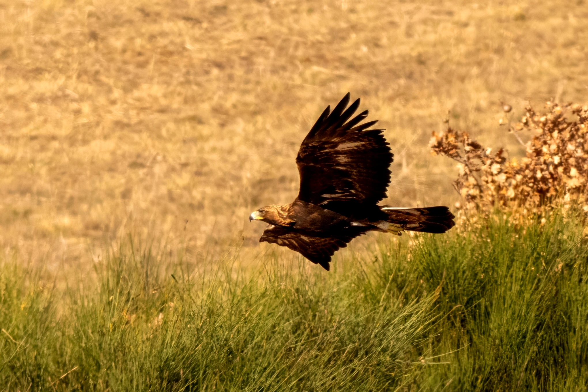 Golden Eagle (Aquila chrysaetos)