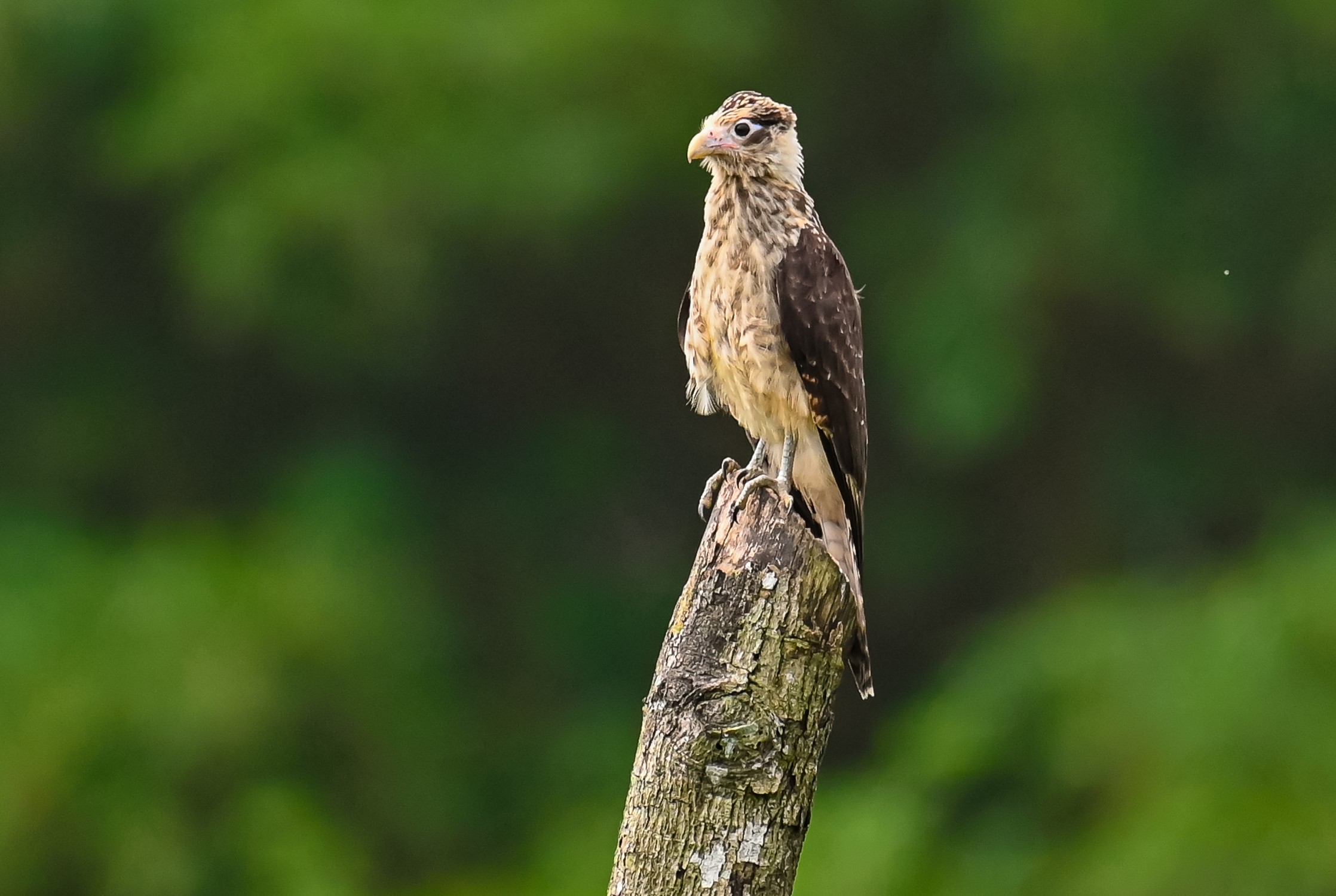 Caracara testagialla