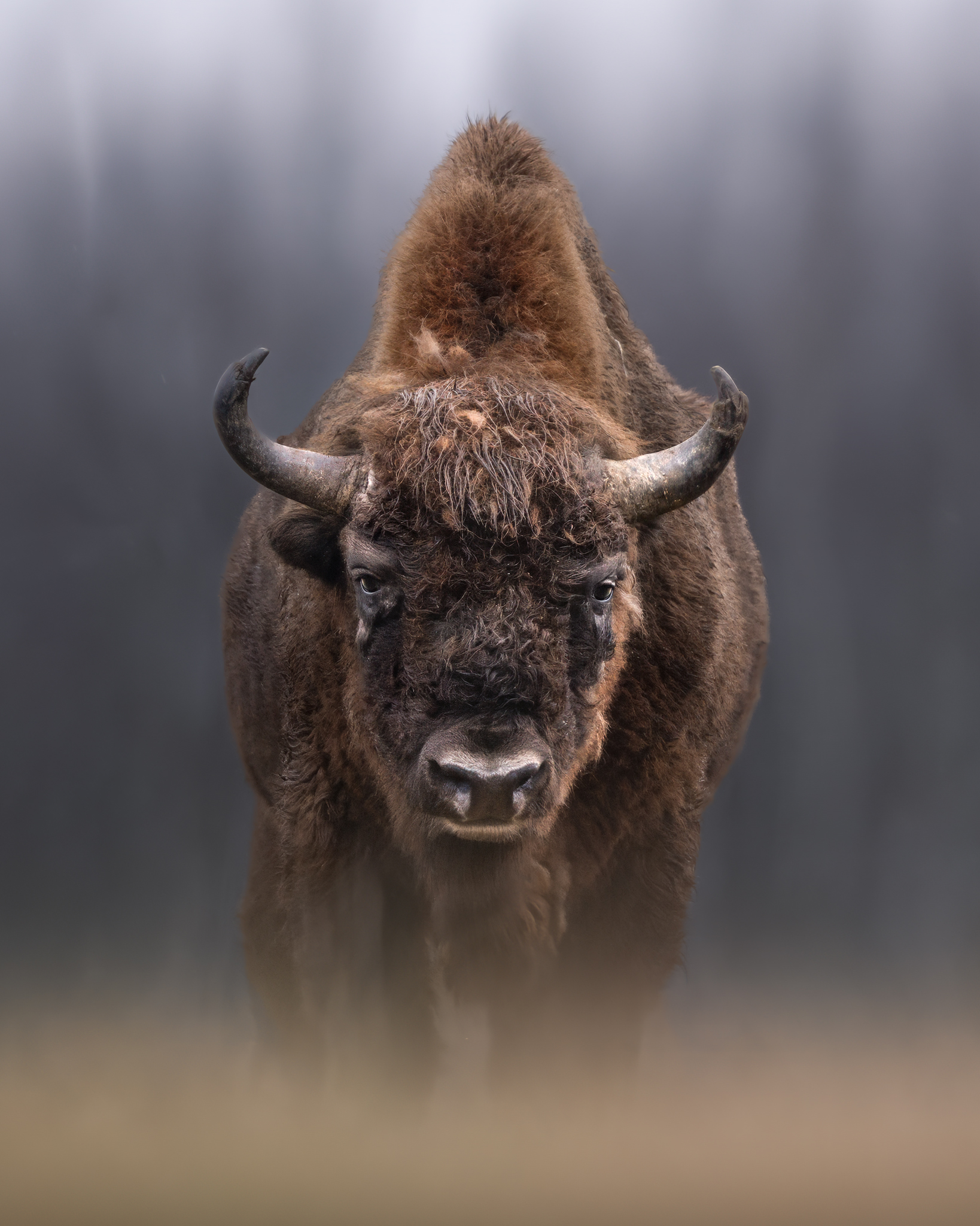Face to face with bison