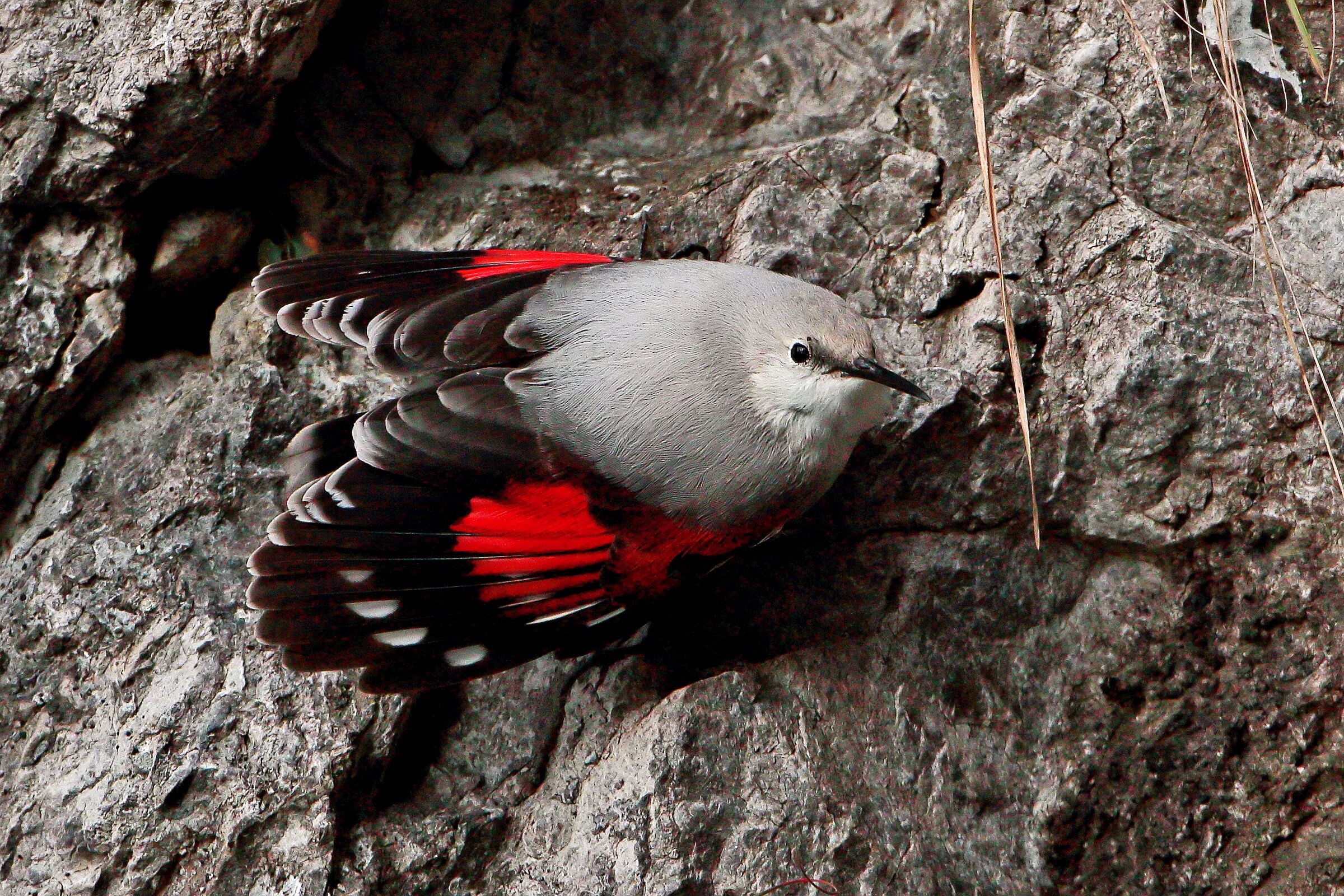 Muraiolo confident...