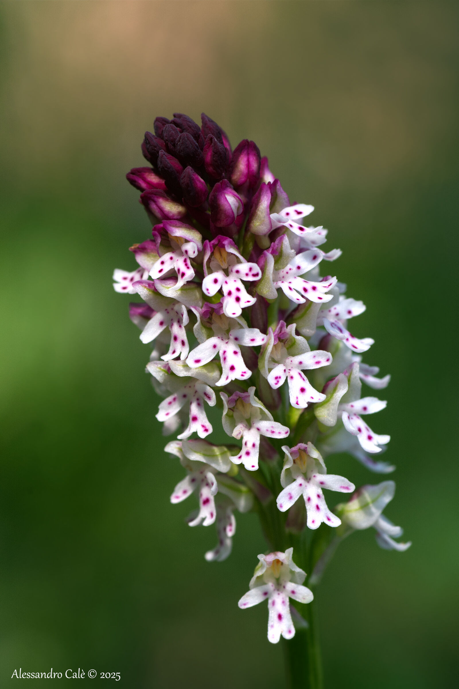 Neotinea ustulata 4110