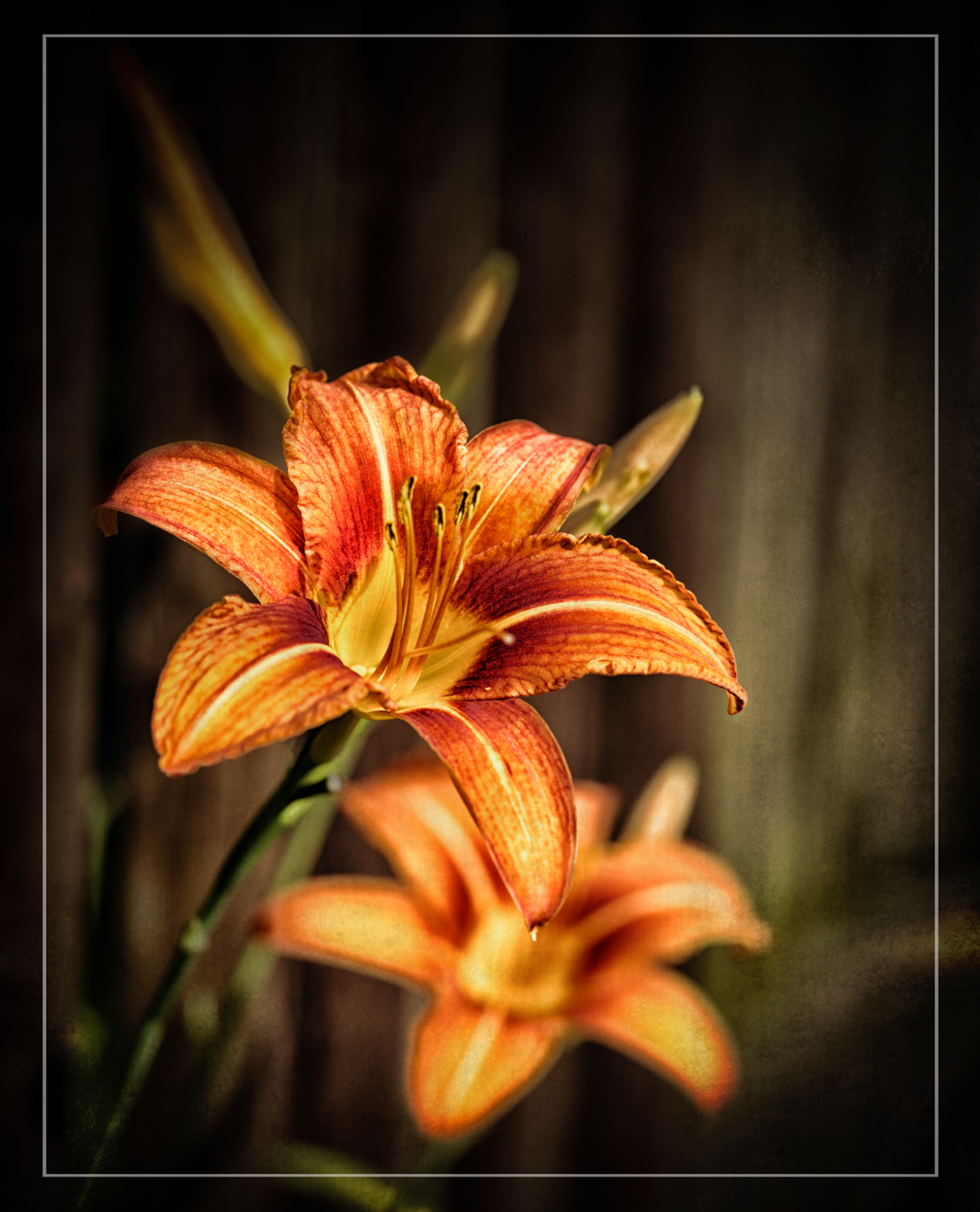 Tiger Lily By Tenth