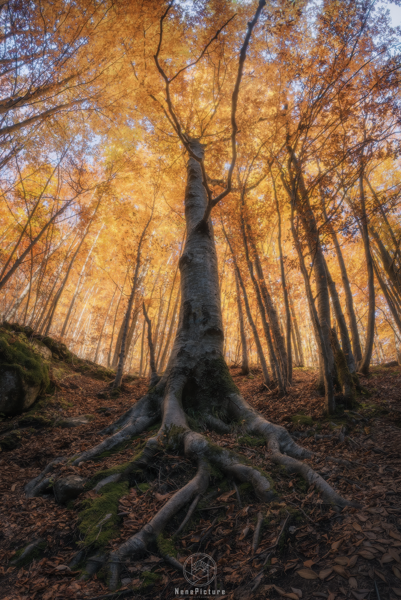 The fortest's sparkle