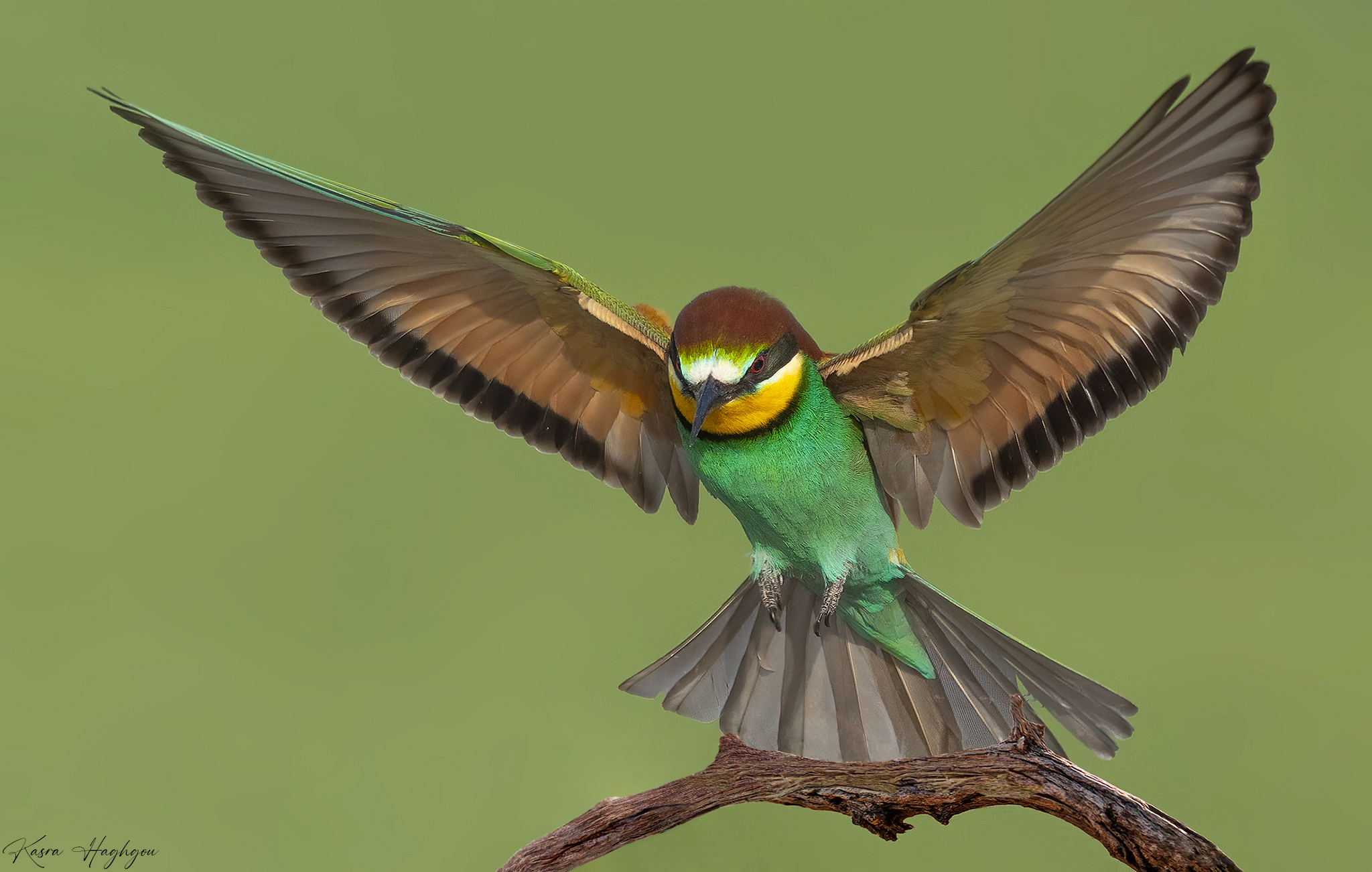 European bee-eater