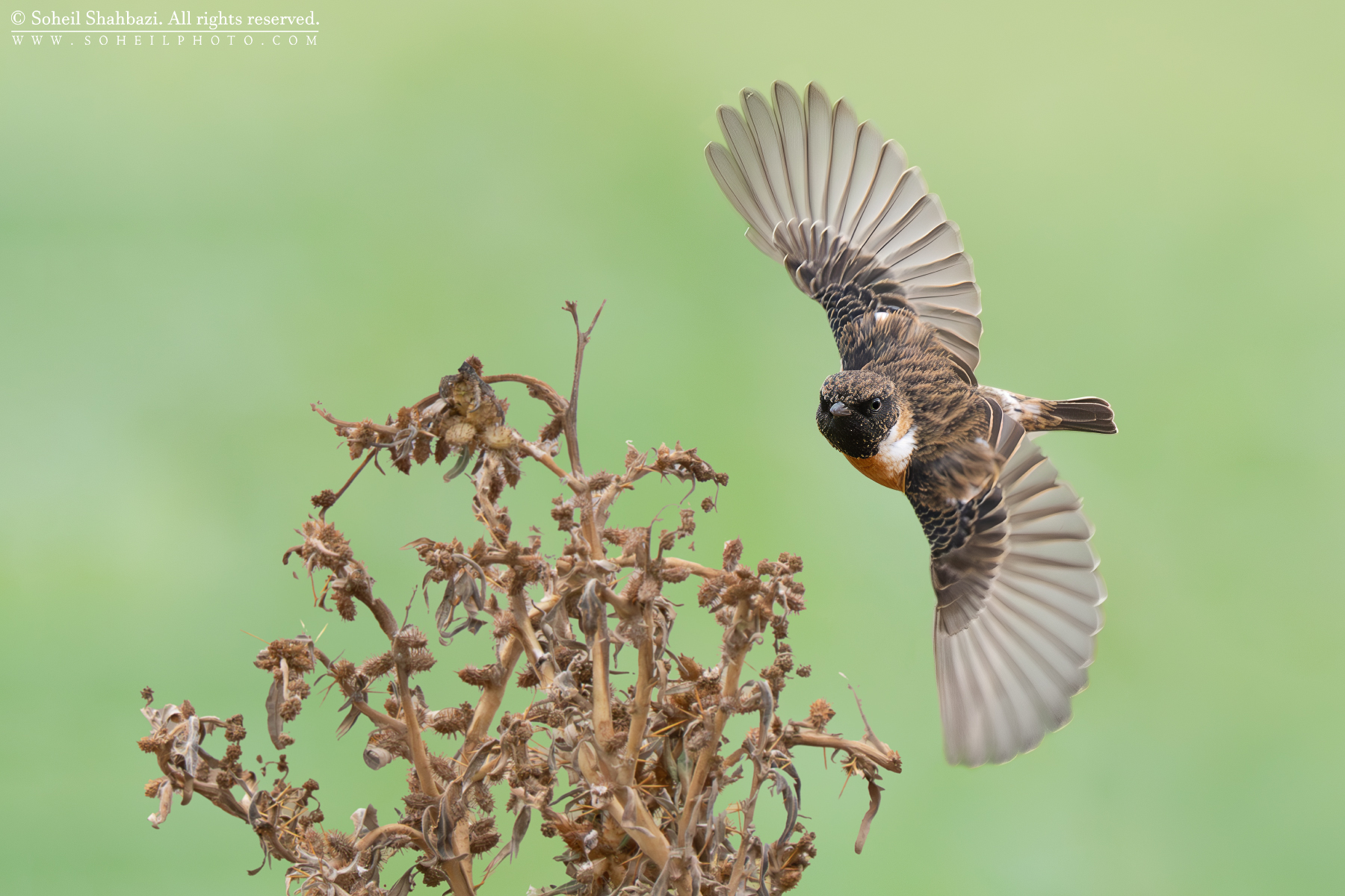 European stonechat