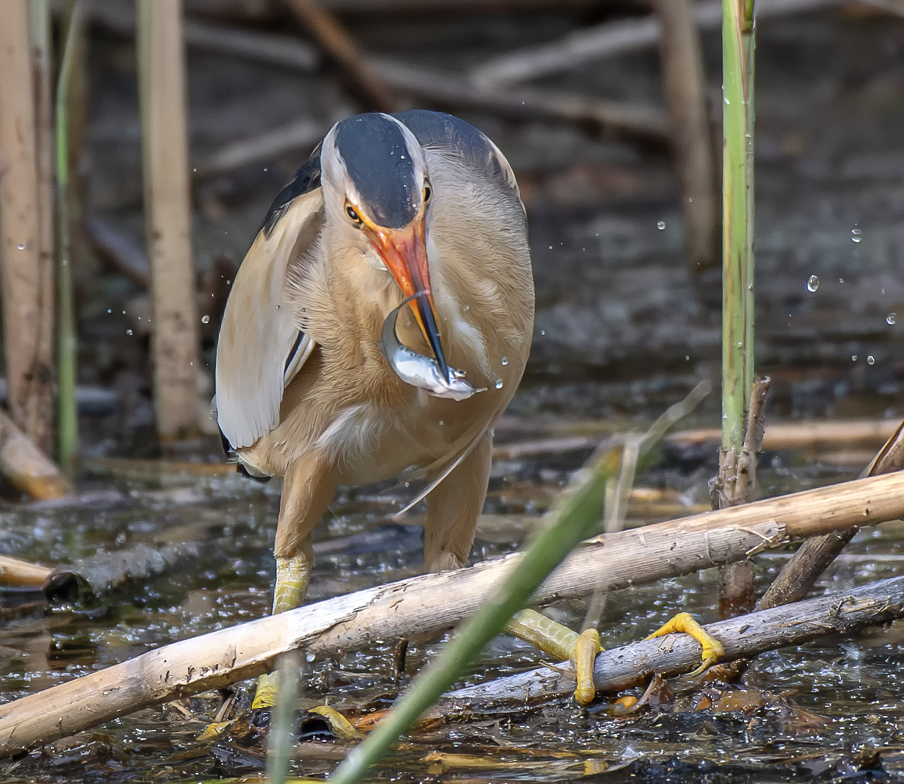 Little Bittern