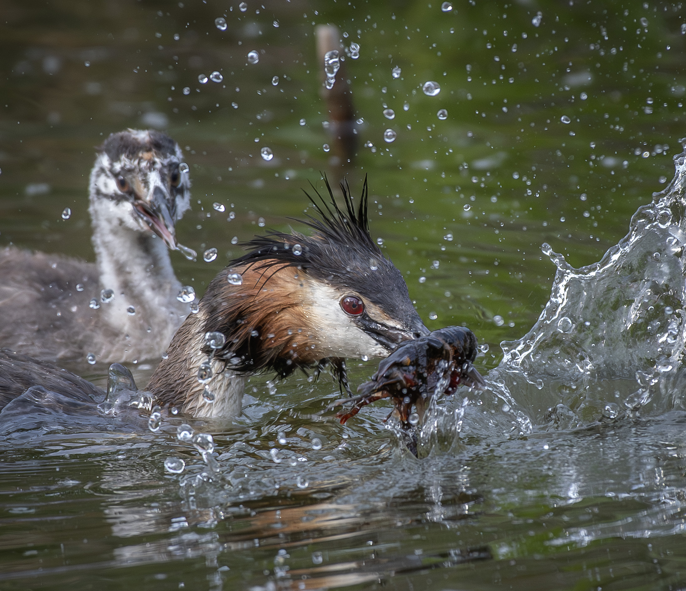 Grebe with prey