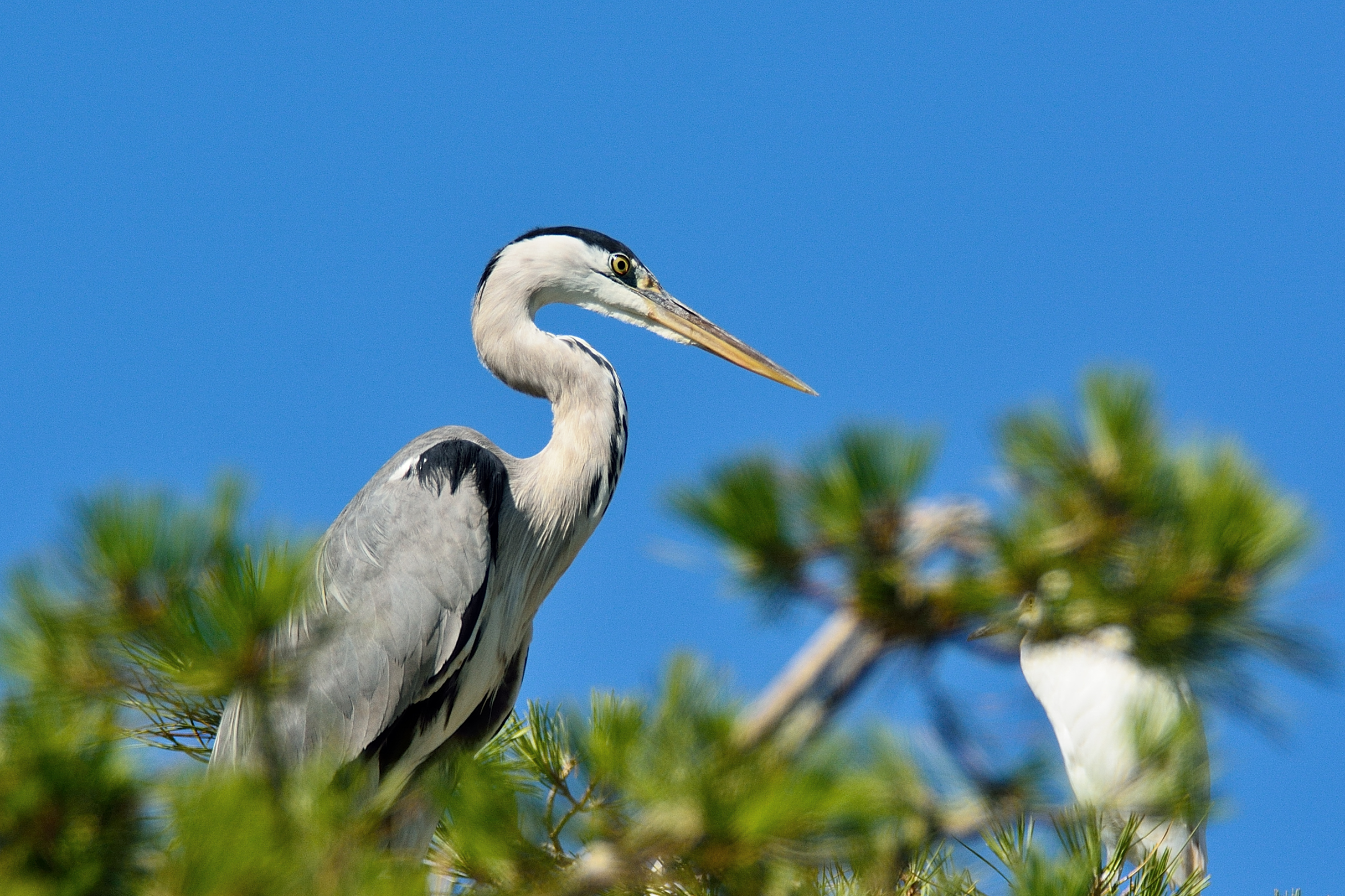 Airone cenerino Ritratto