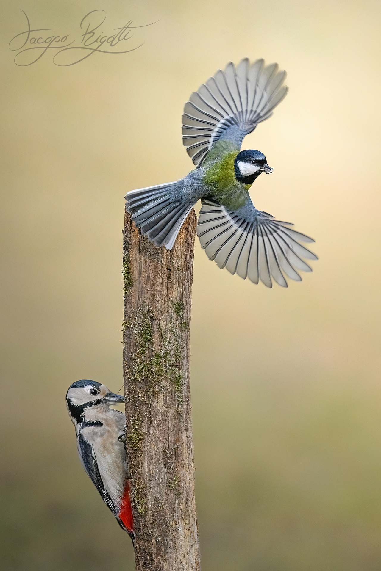 Spotted woodpecker and great