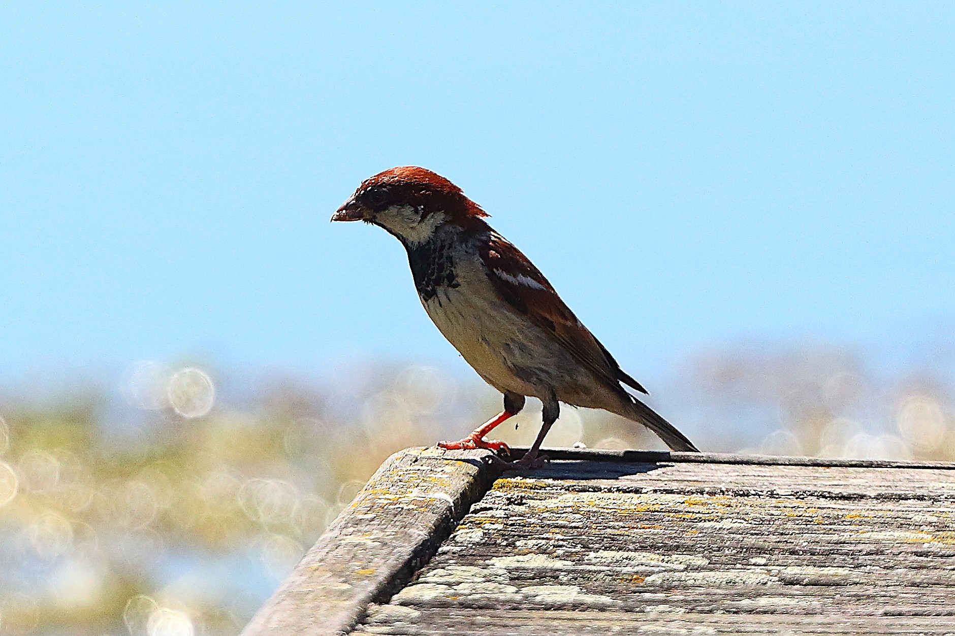 Passera 17 luglio 2025 - 0026