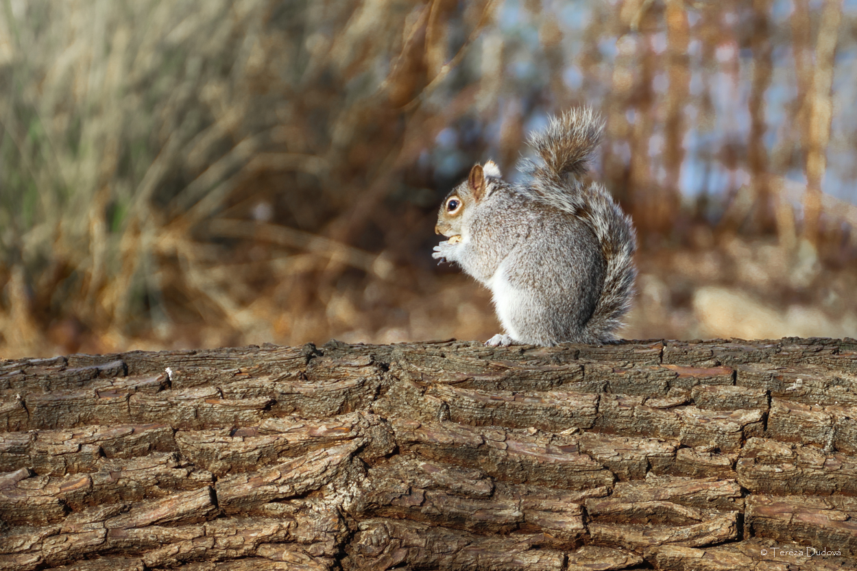 squirrel in London