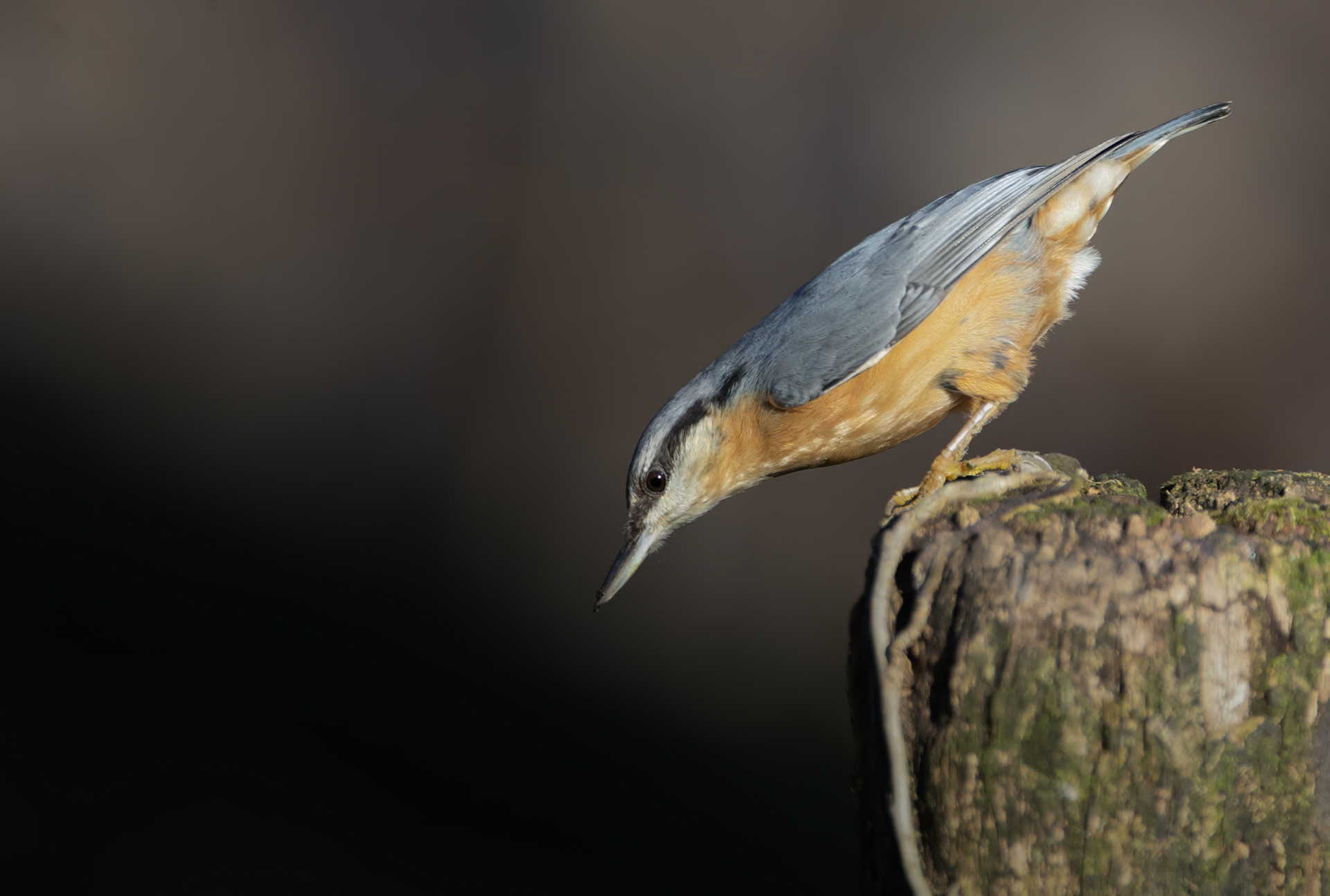 Picchio muratore (Sitta europaea)