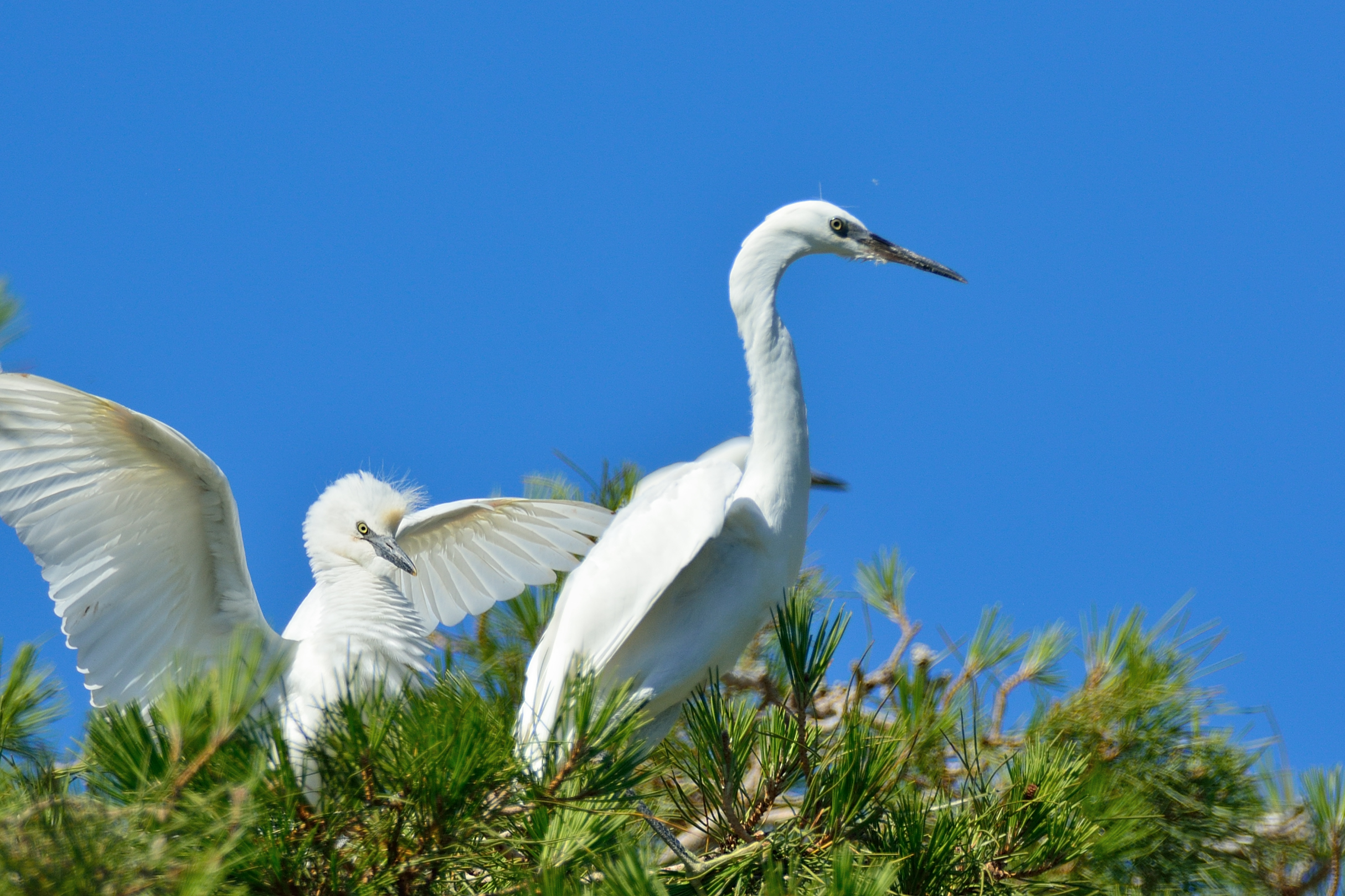Egret with pullo