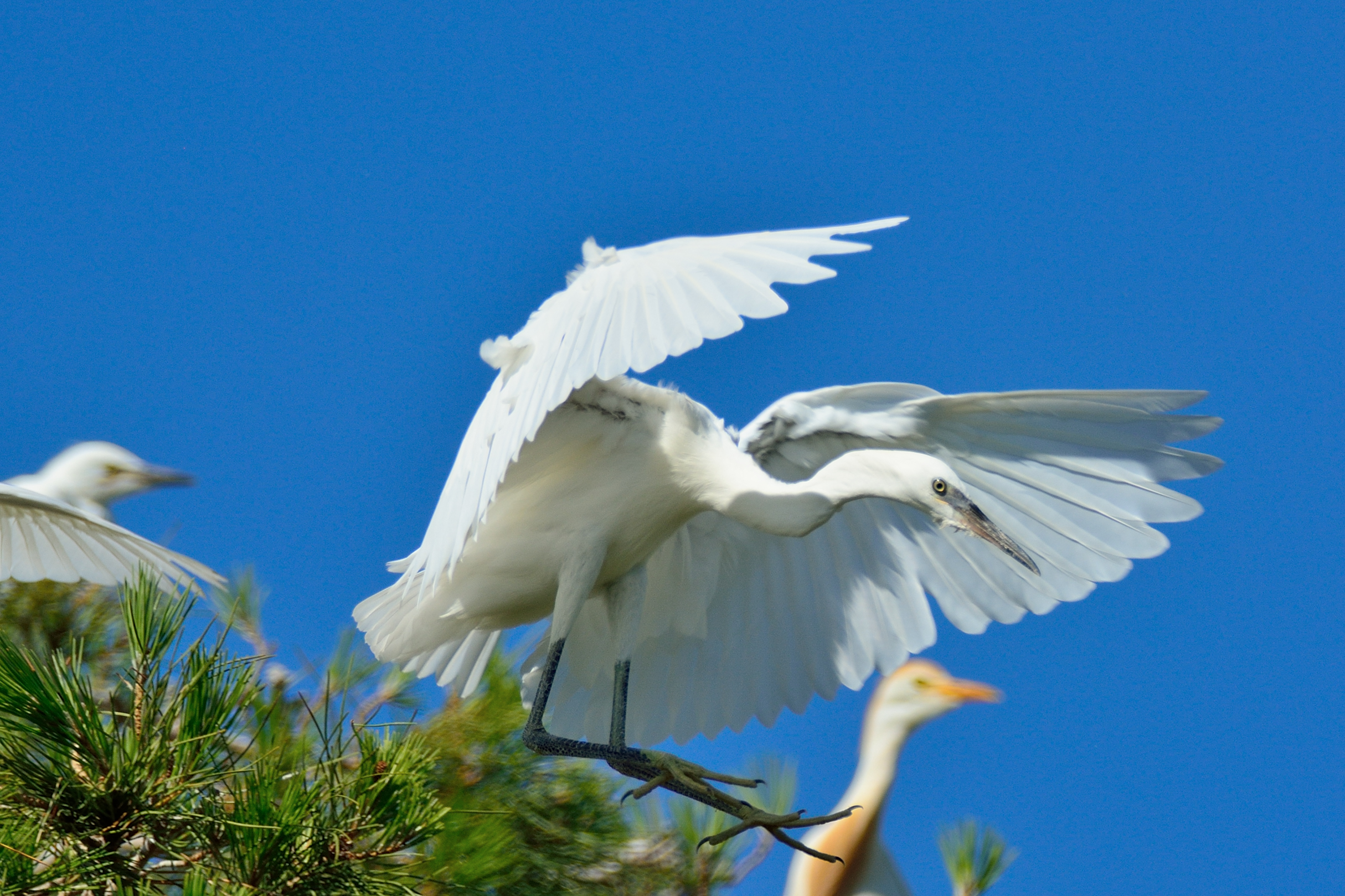 Egret takes flight