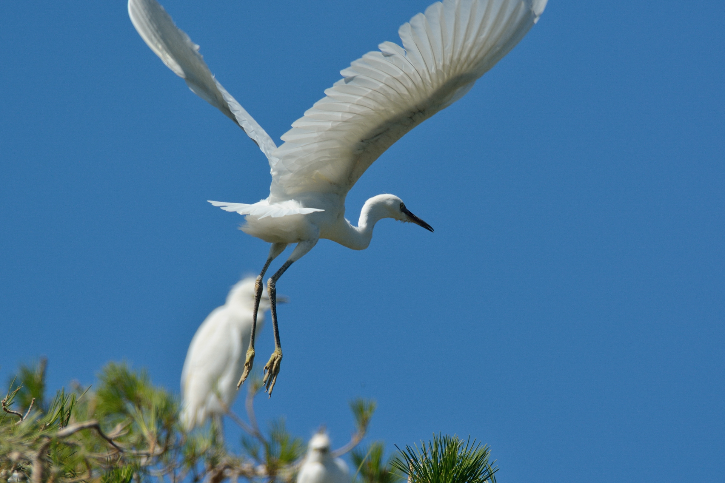 Egret taking off