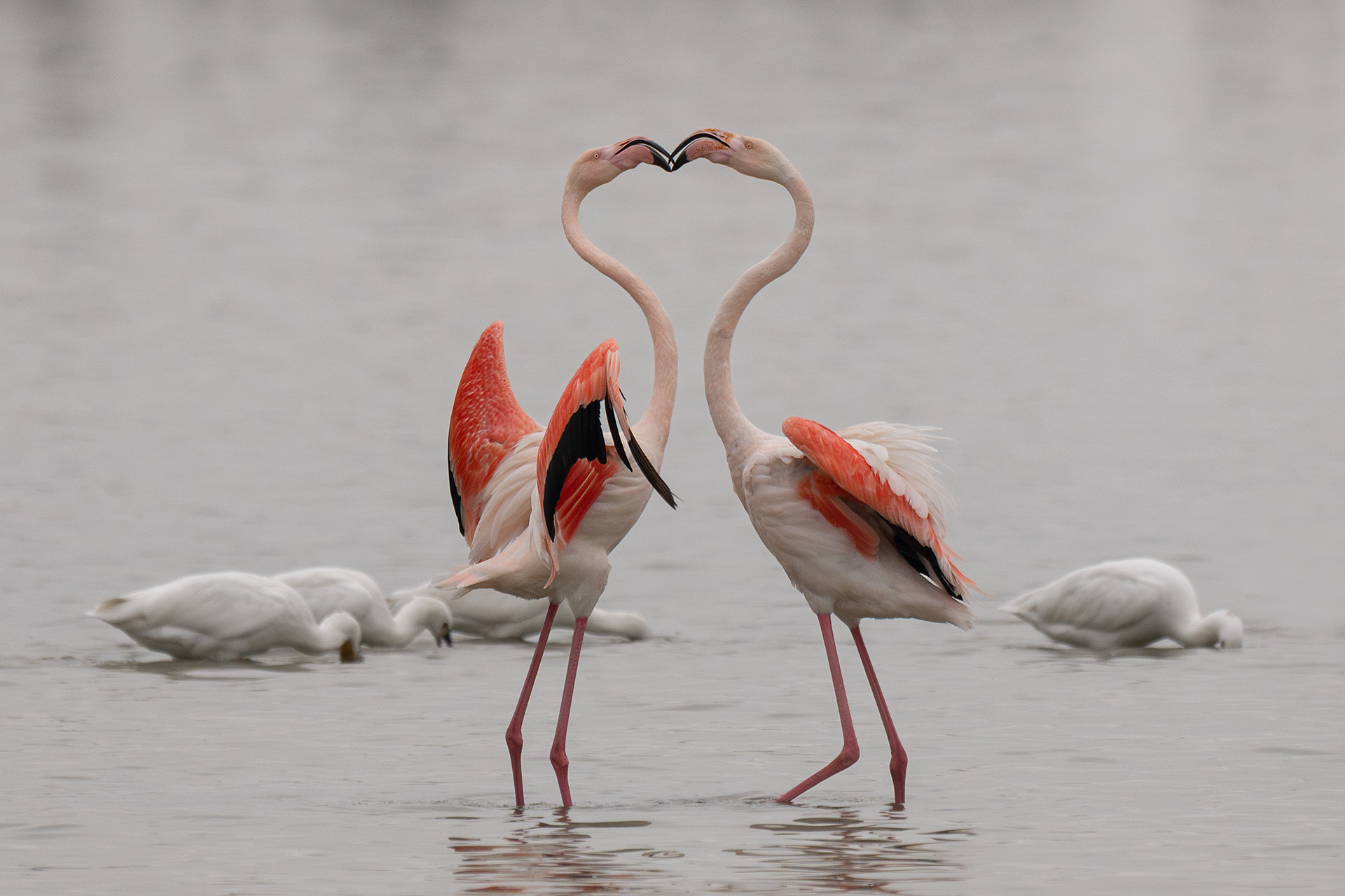 Fenicotteri - altra azzuffatina mattutina