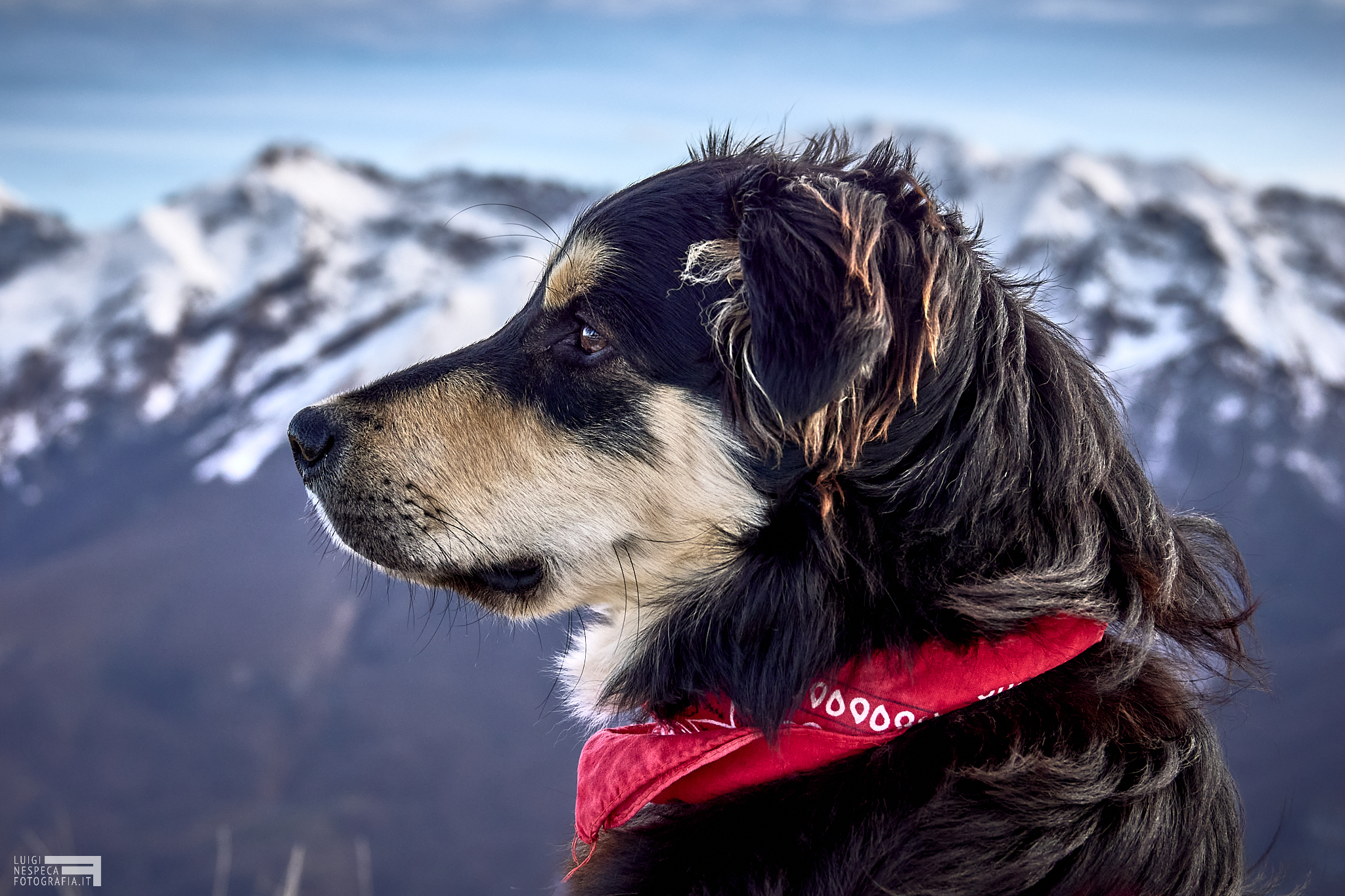 The Guinness dog at Gran Sasso