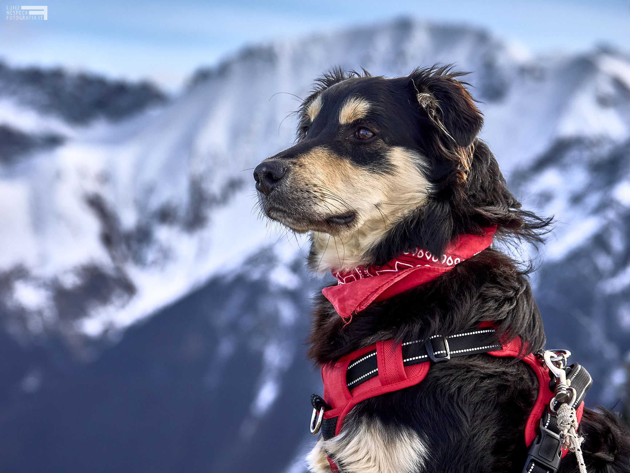 The Guinness dog at Gran Sasso